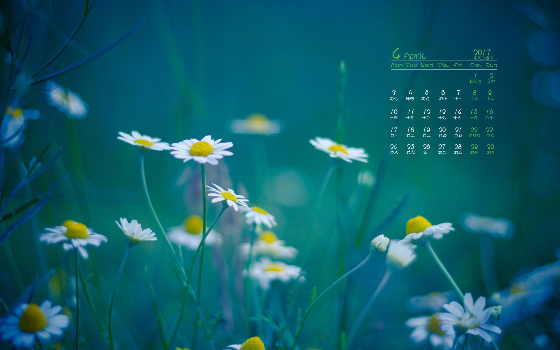 2017年4月,小野菊