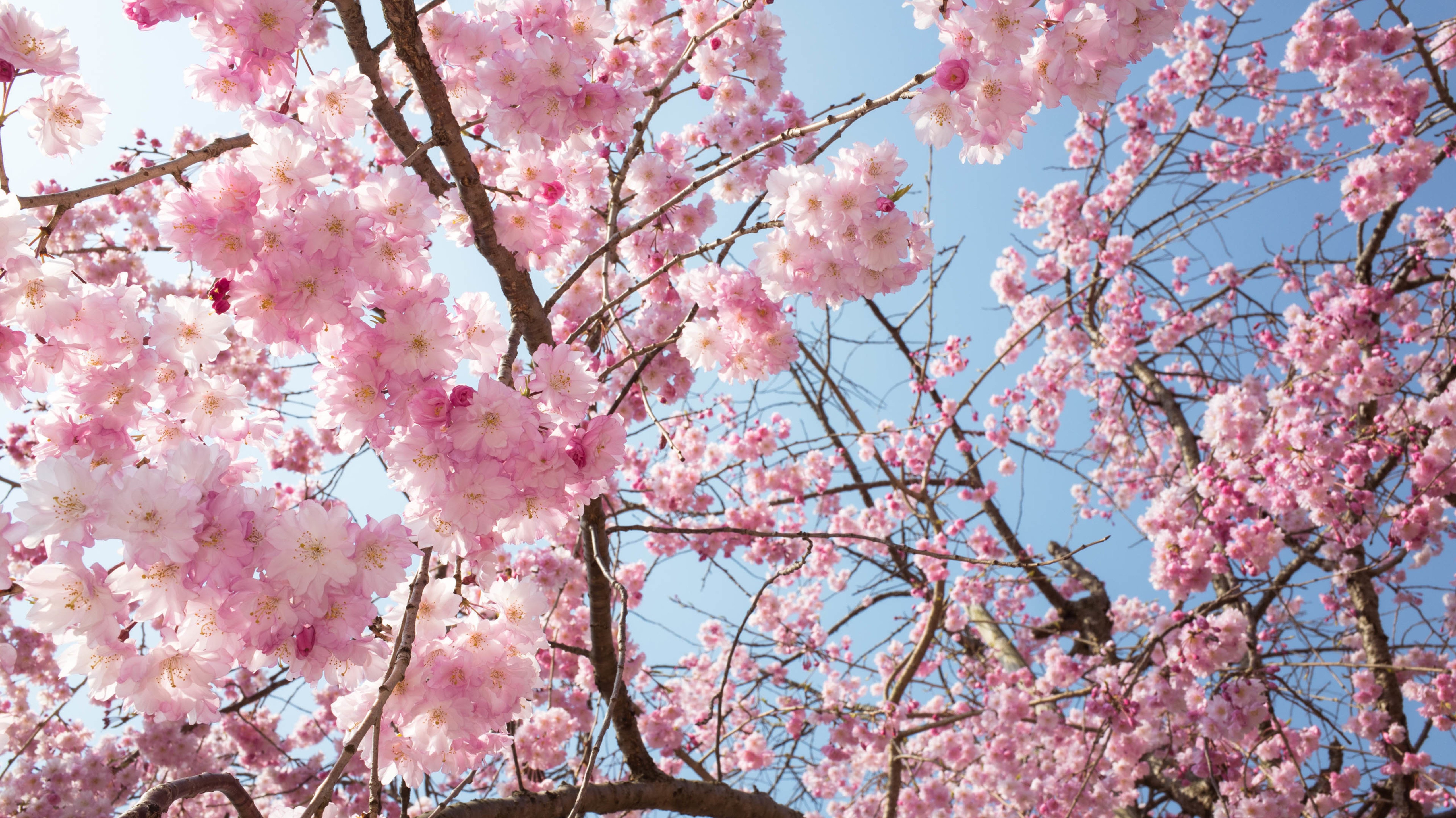 灿烂盛开的樱花