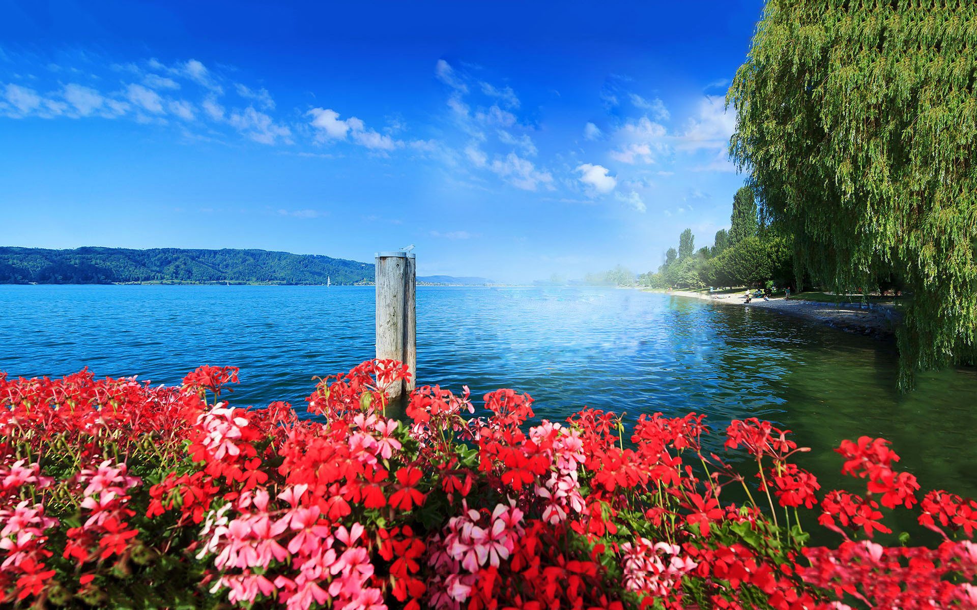 春意盎然,公园,湖水