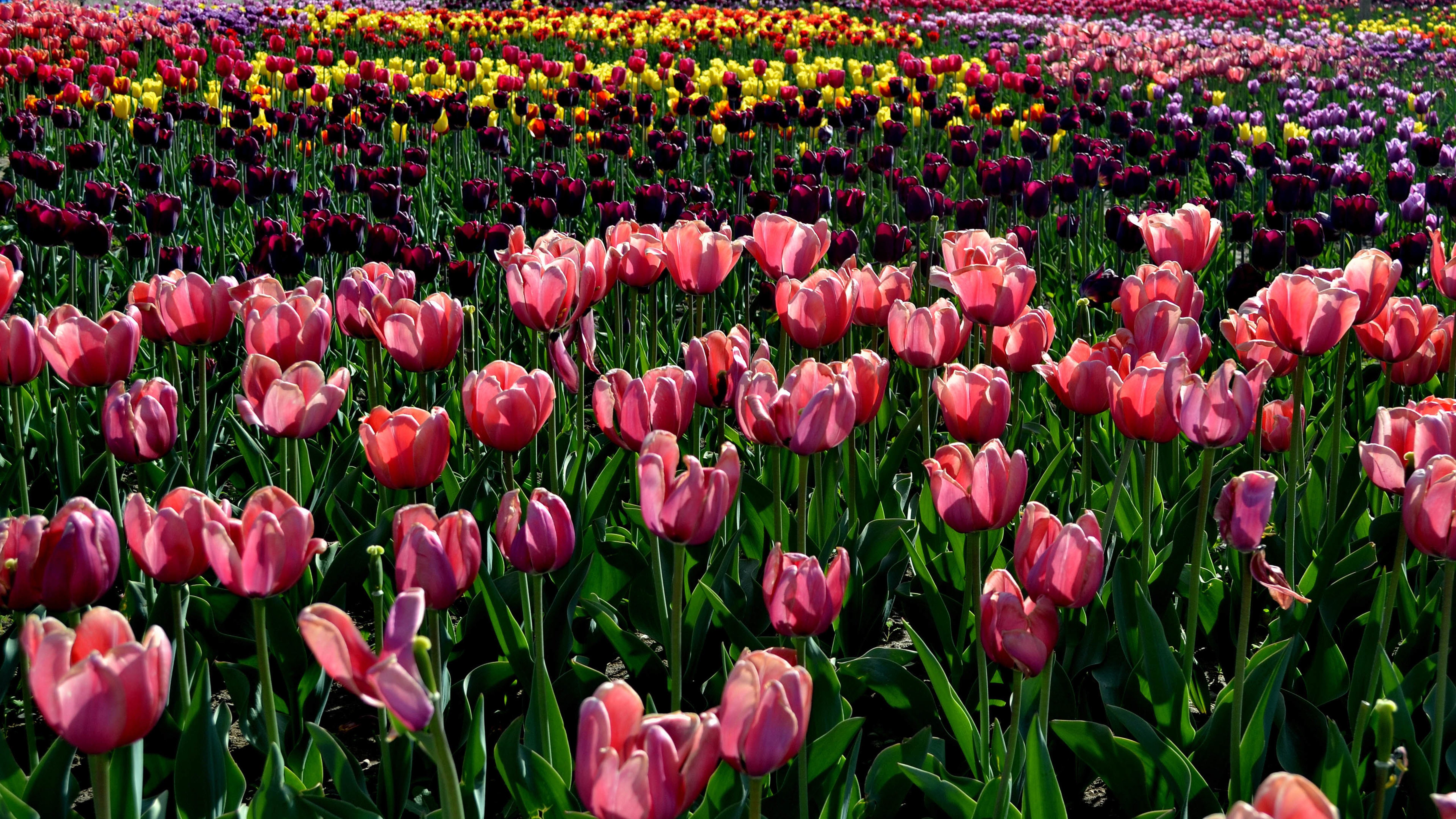 五彩郁金香,花海