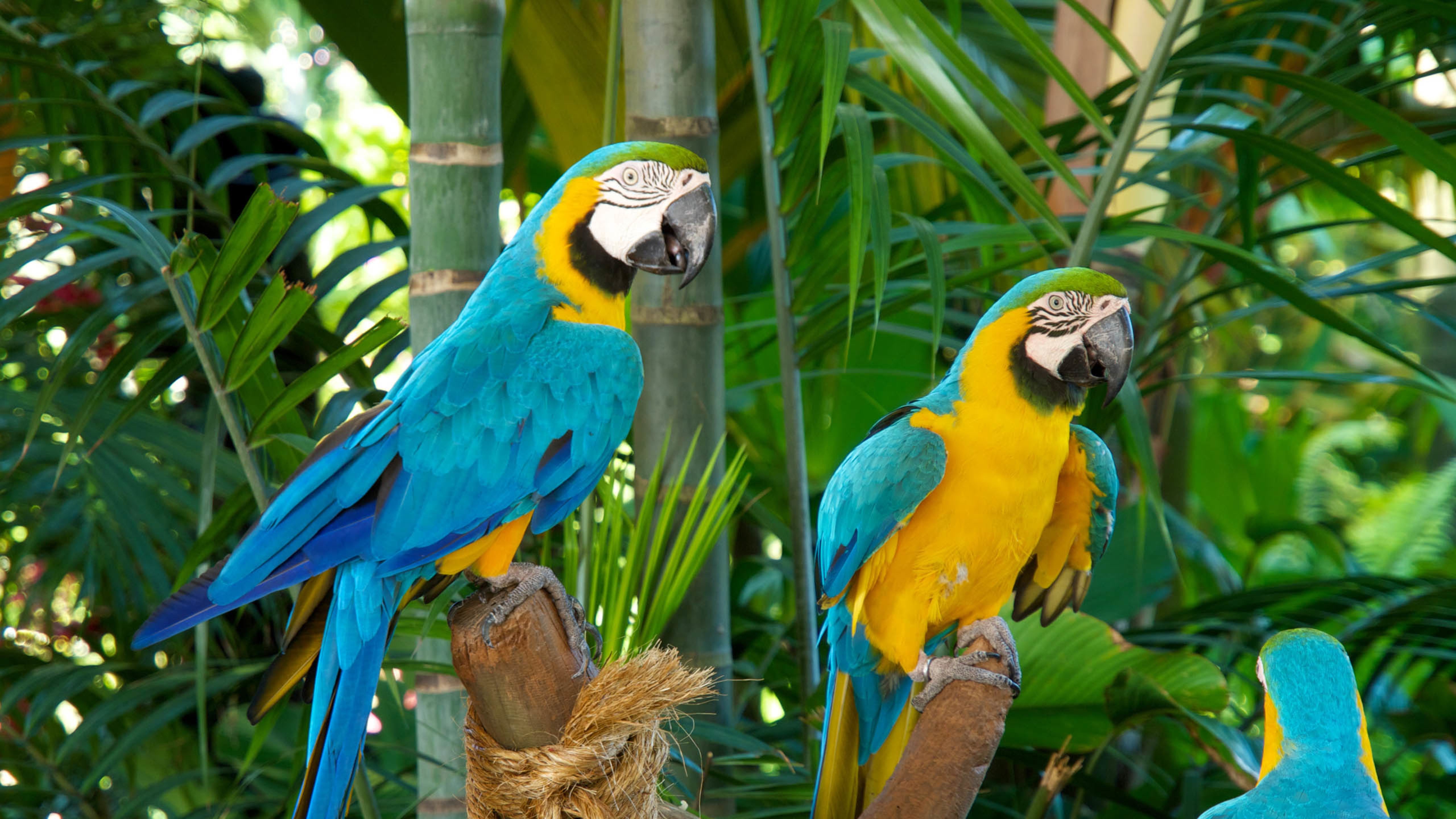 小鸟天地,蓝金刚鹦鹉