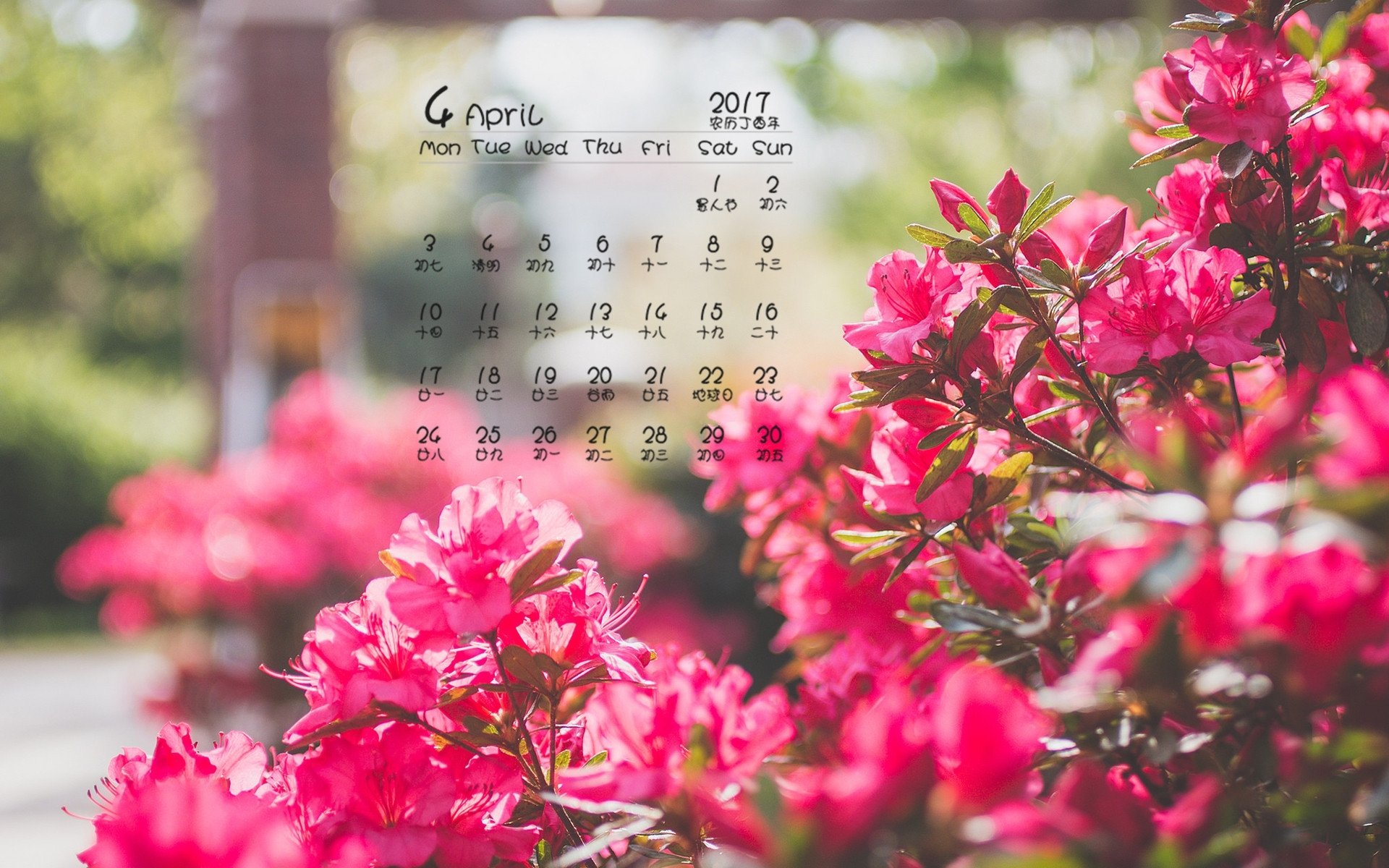 2017年4月,红色,盛开的鲜花