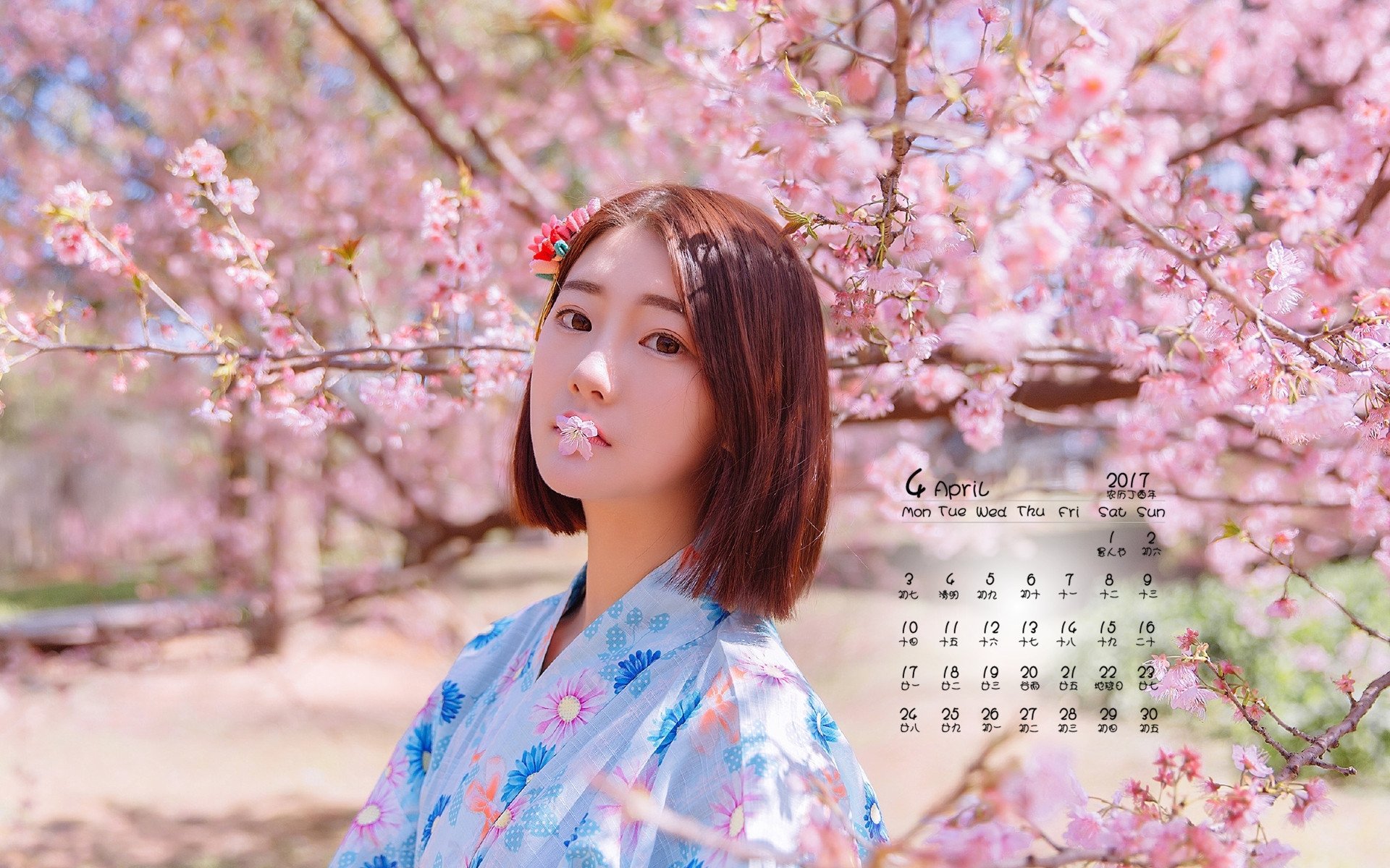 2017年4月,樱花和服美女