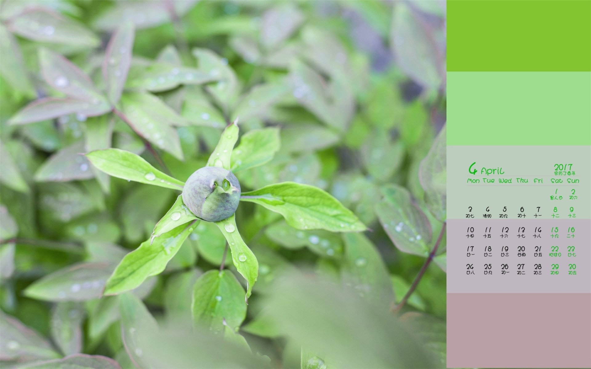 2017年4月,绿色植物