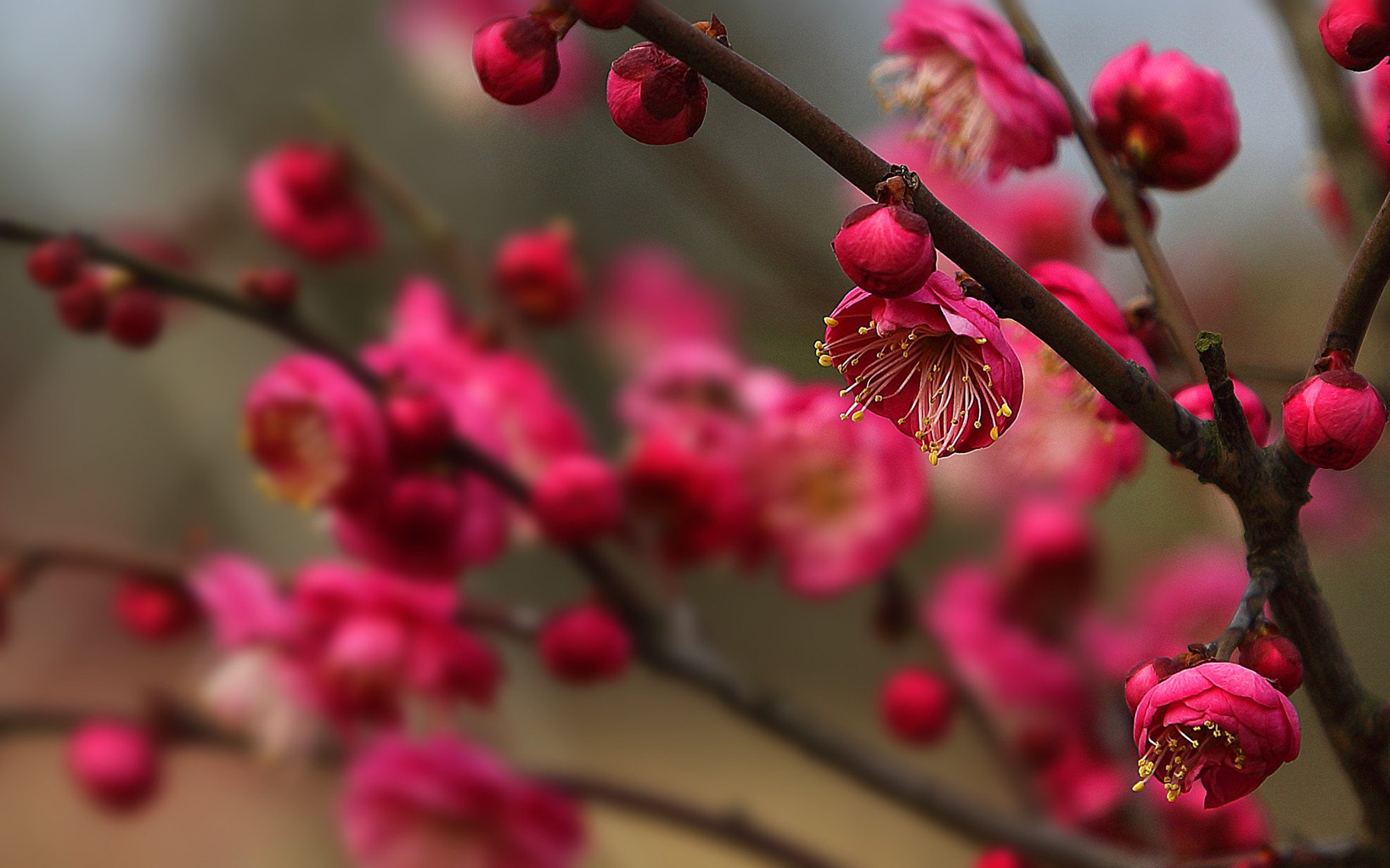娇艳欲滴,梅花,红色