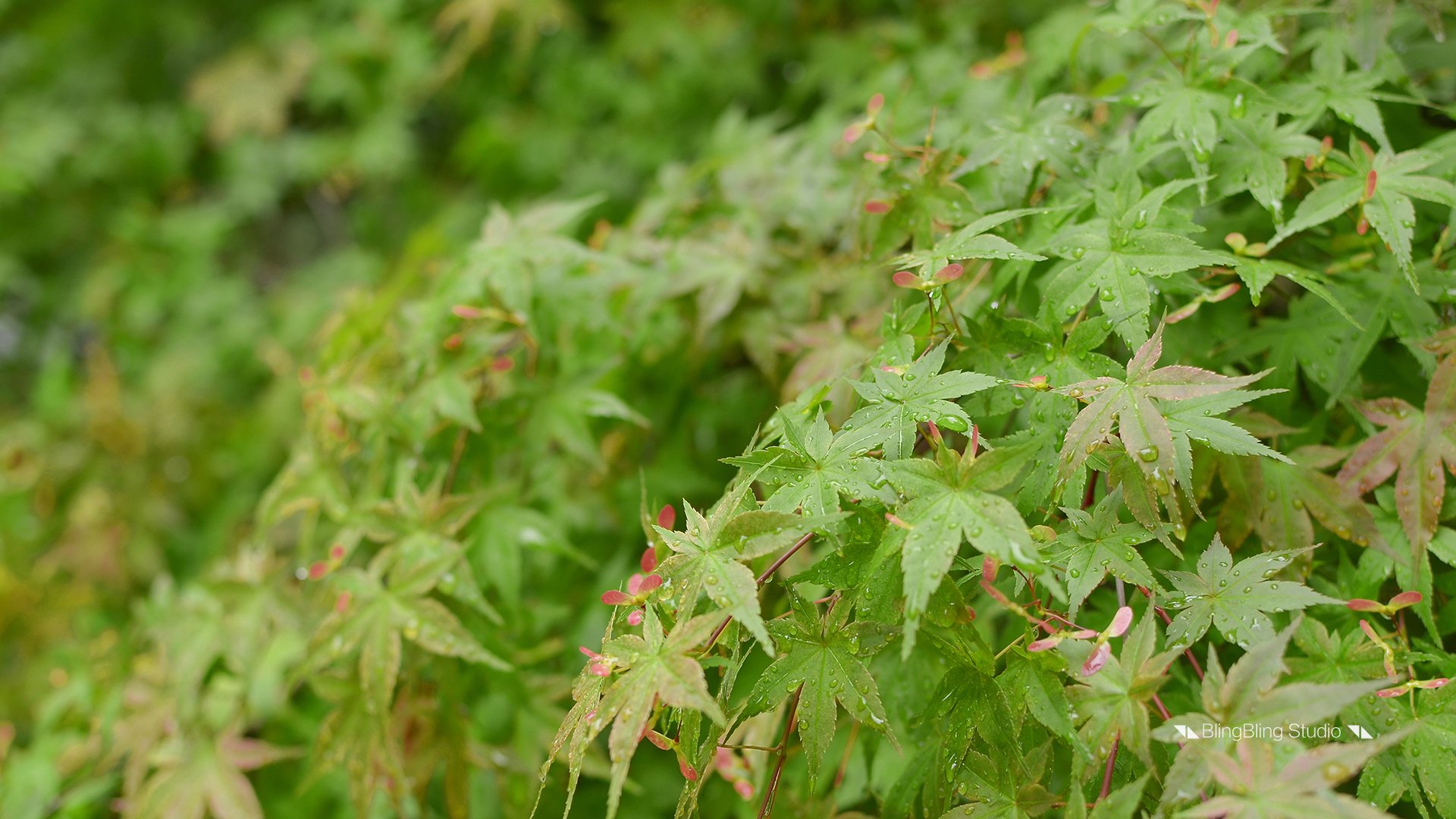 护眼壁纸,绿色植物