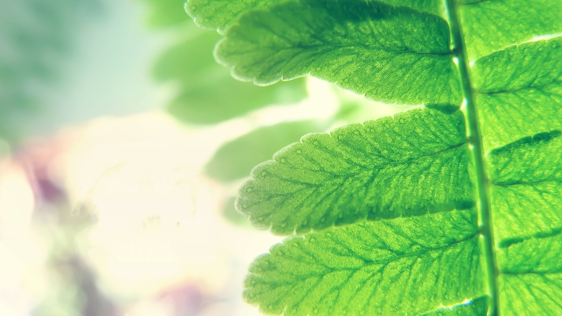 护眼壁纸,绿色植物