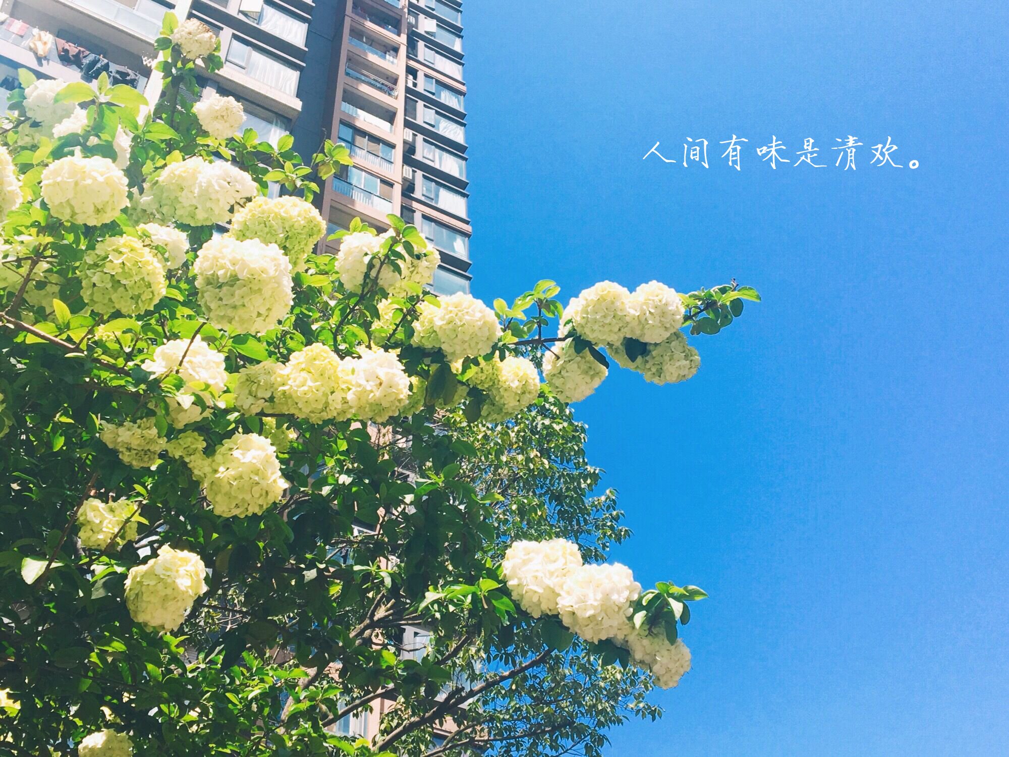 文字,伤感,琼花