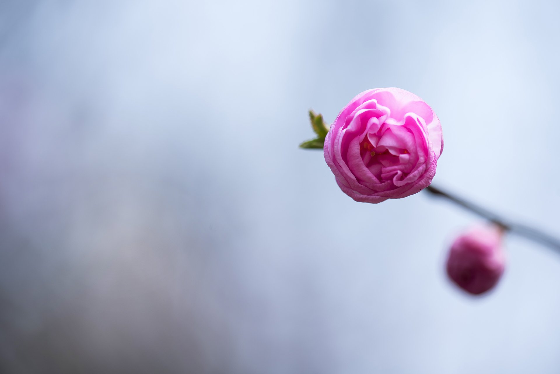 舒缓压力,榆叶梅