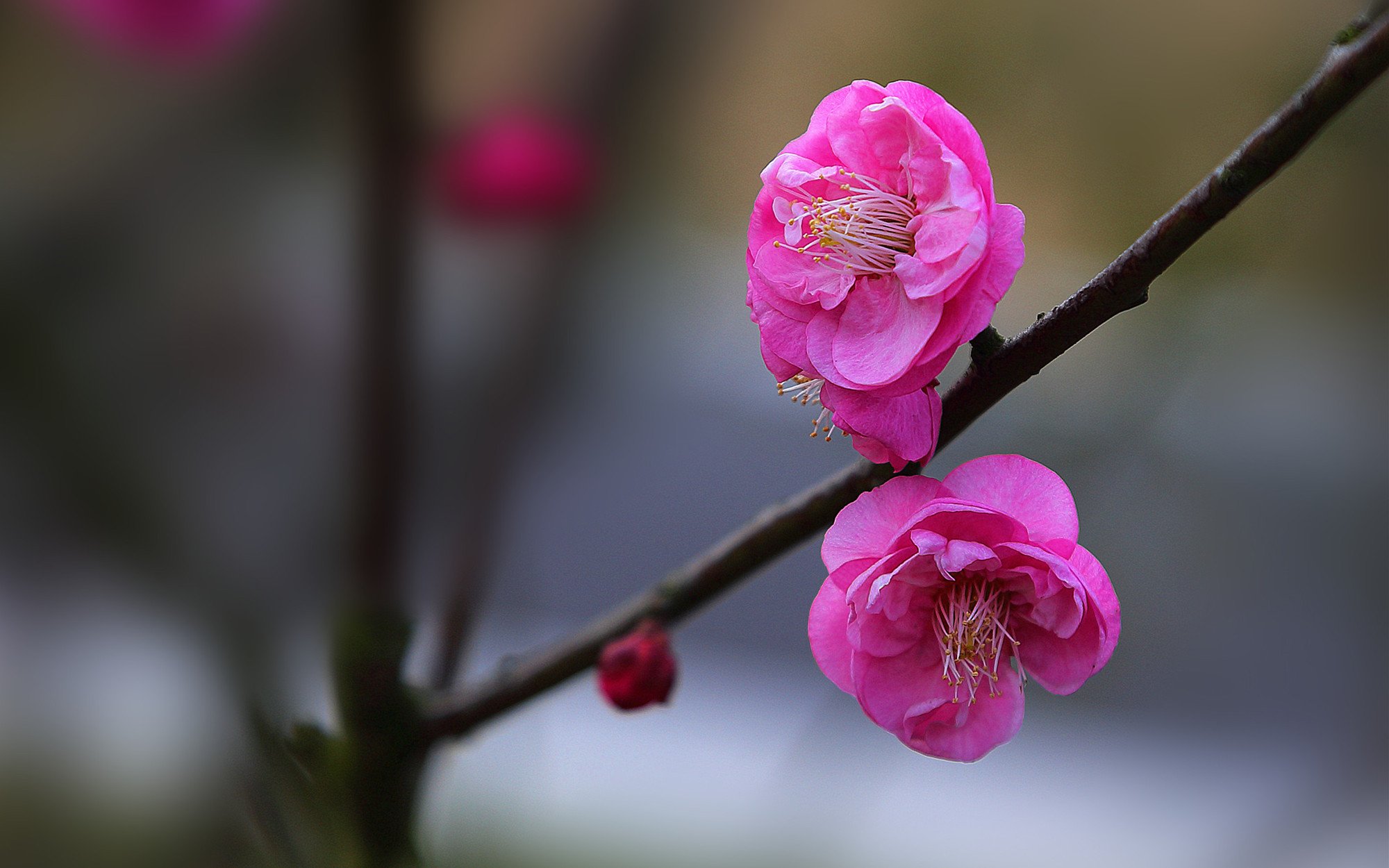 娇艳欲滴,梅花,红色