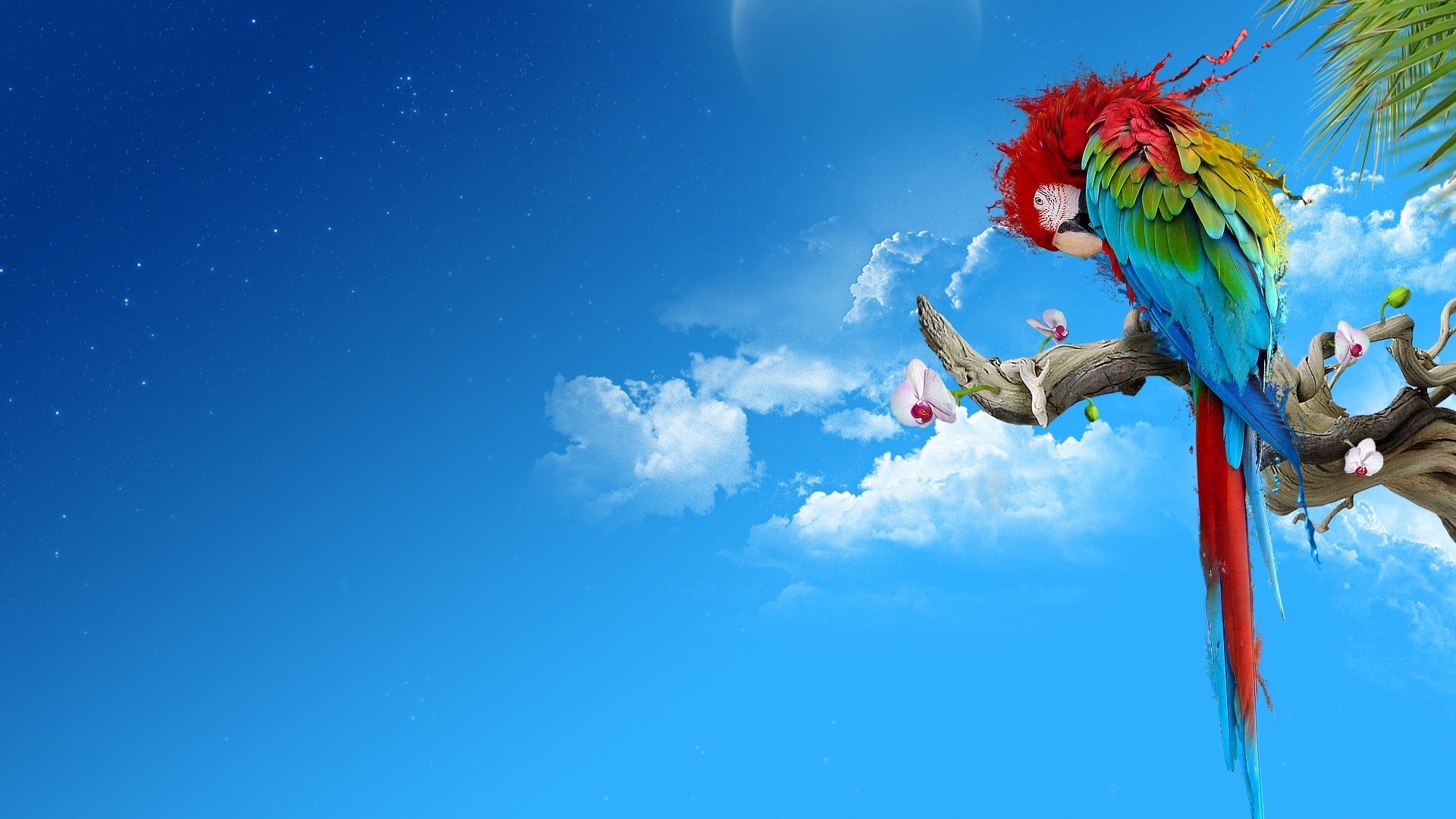 小鸟天地,金刚鹦鹉