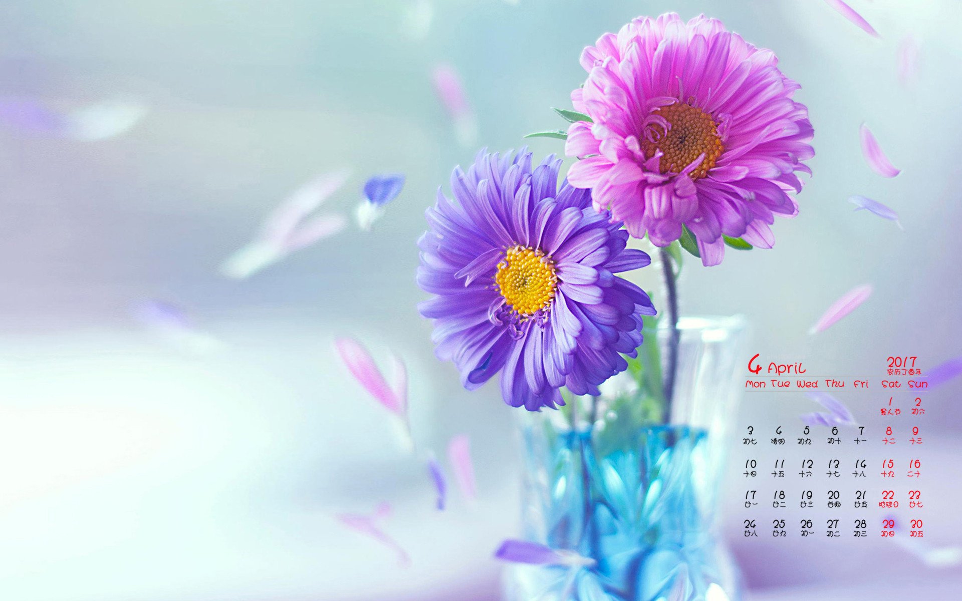 2017年4月,紫色,红色,菊花