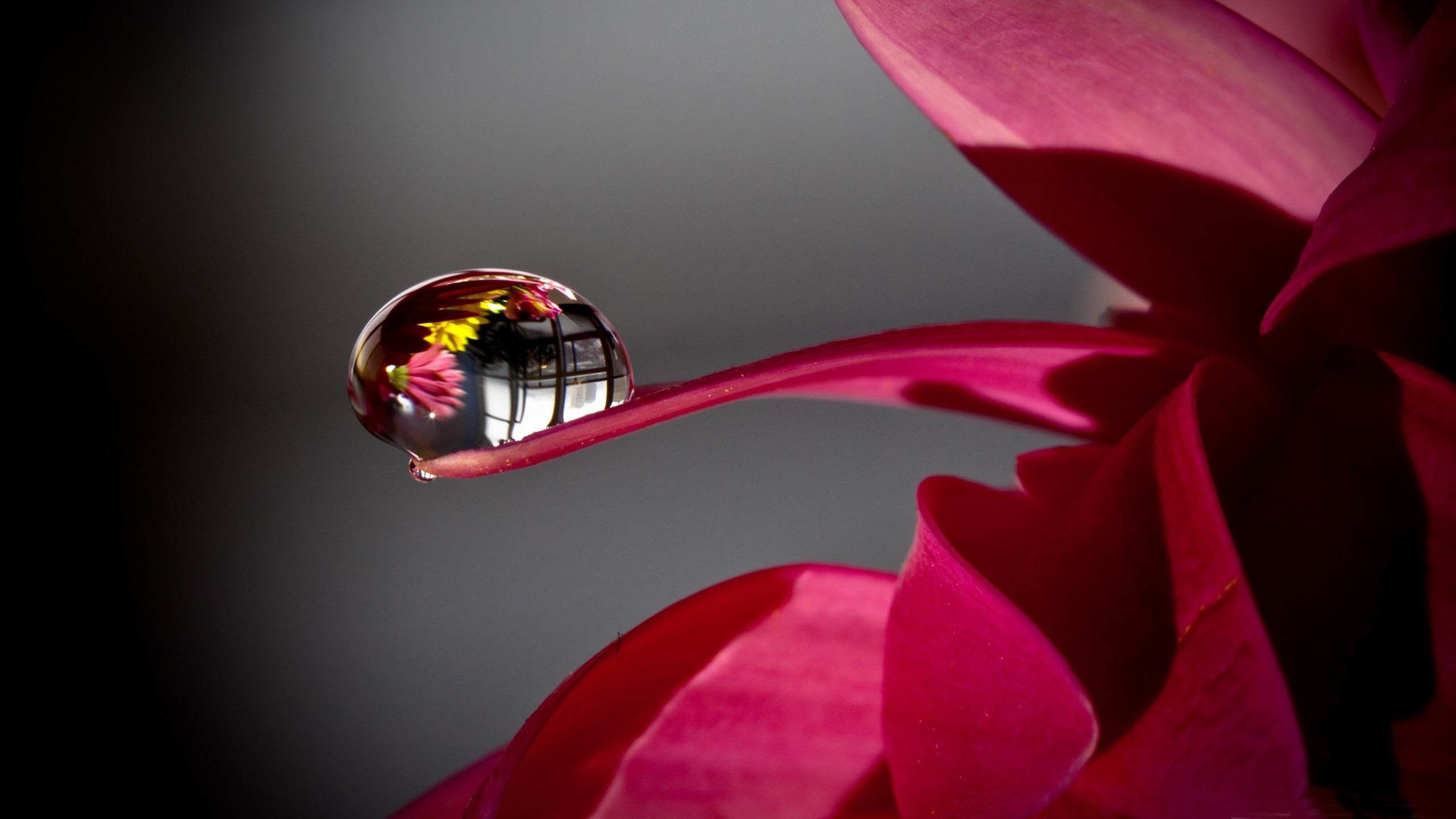 红色叶子,水珠,倒影