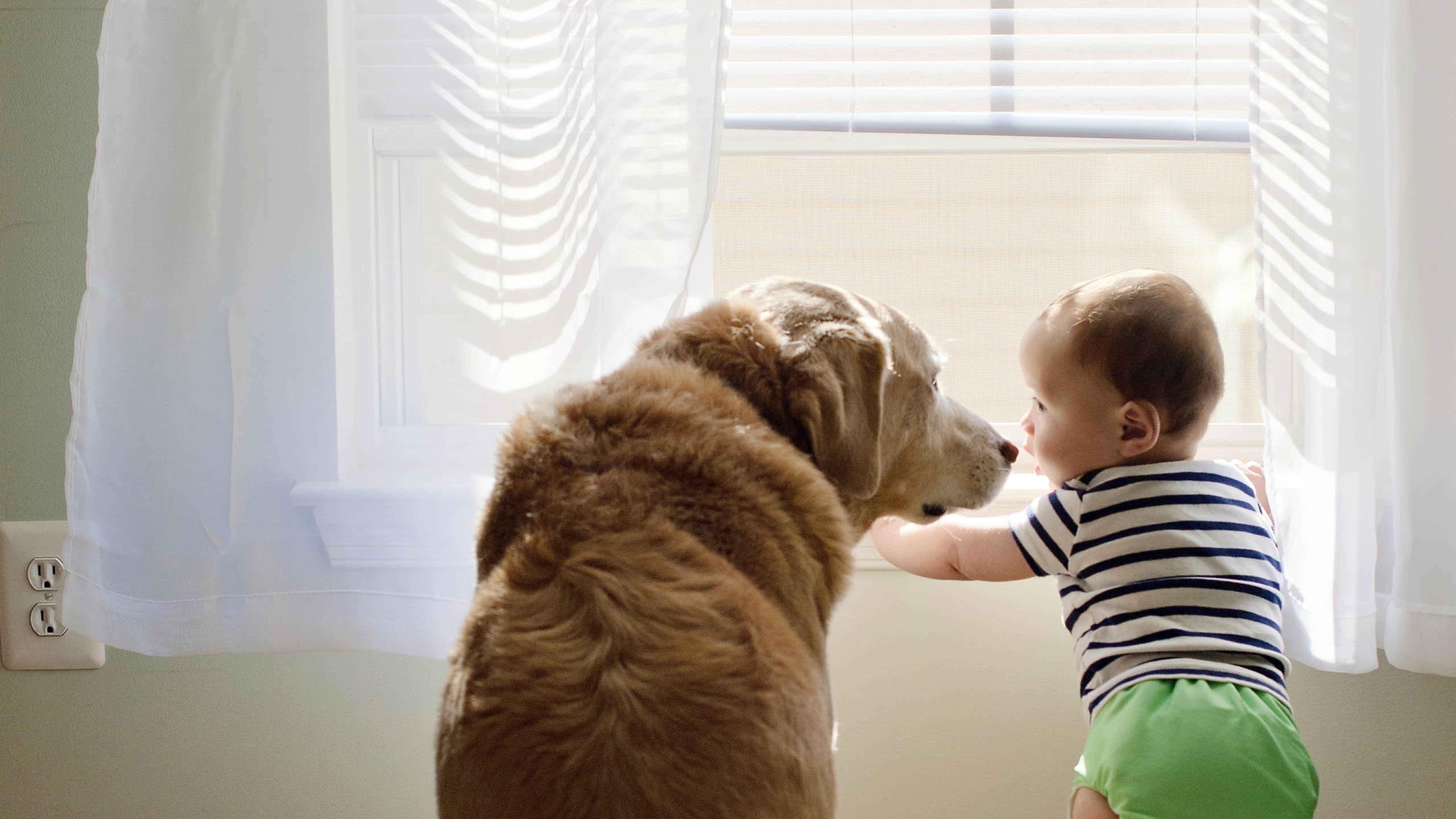 汪星人,狗,婴儿
