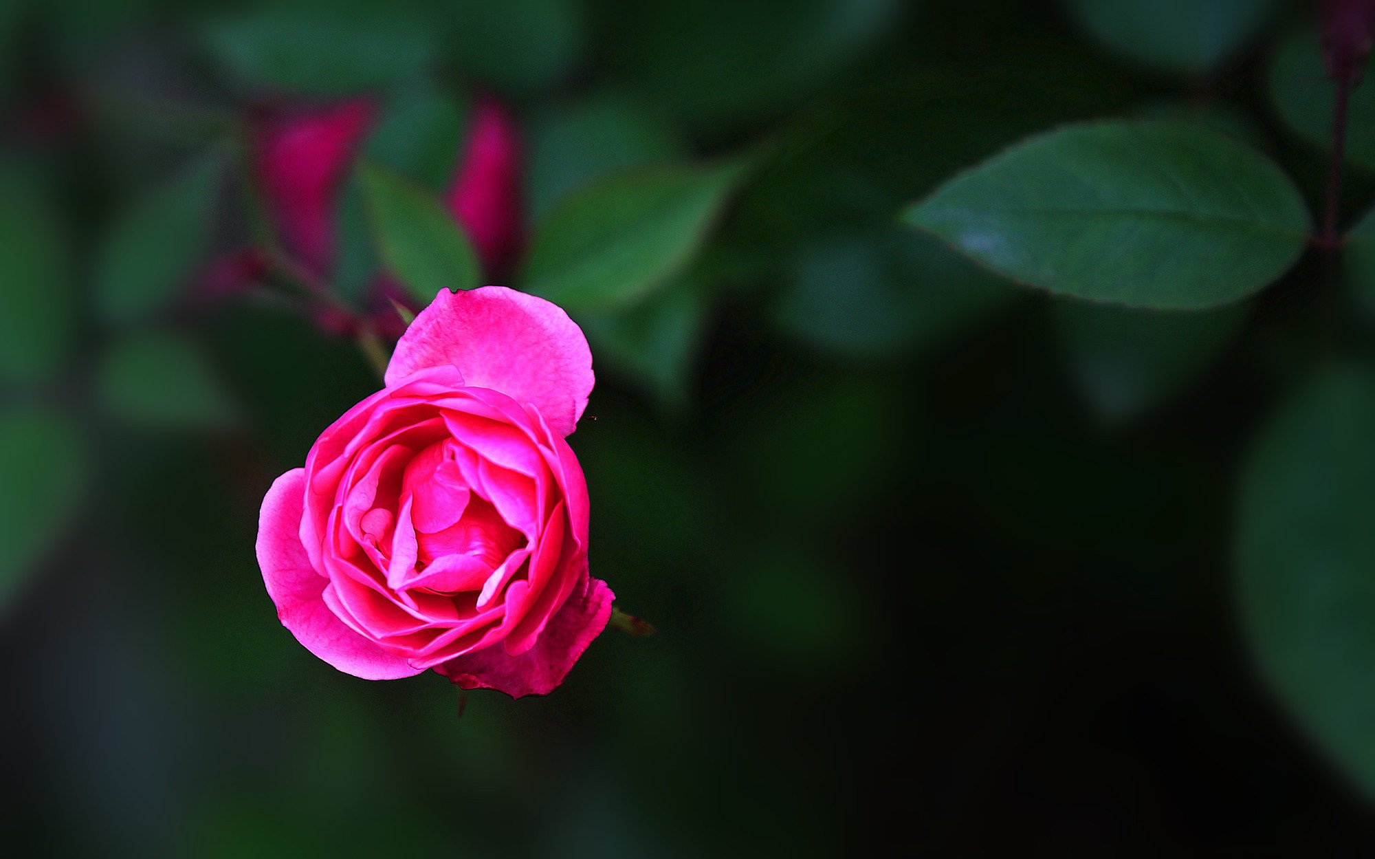 娇艳欲滴,植物,月季,红色