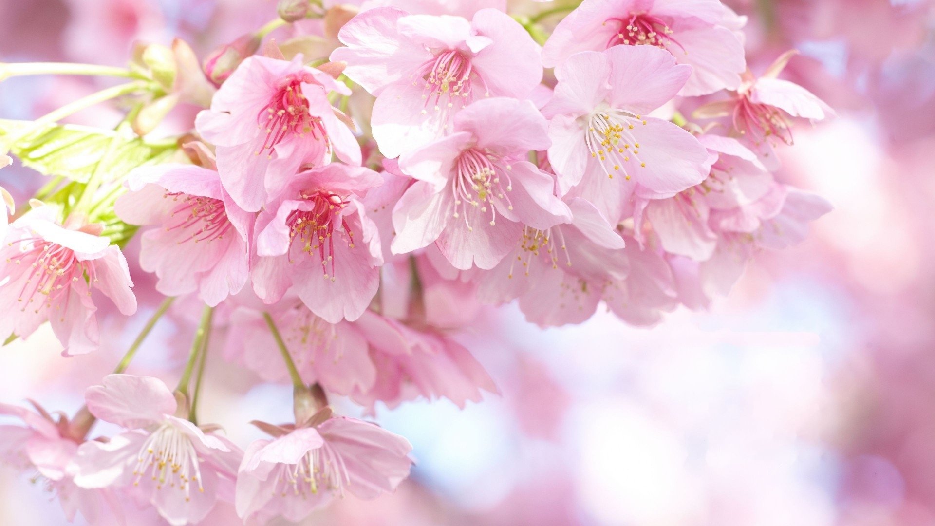 清新淡雅,樱花,粉色