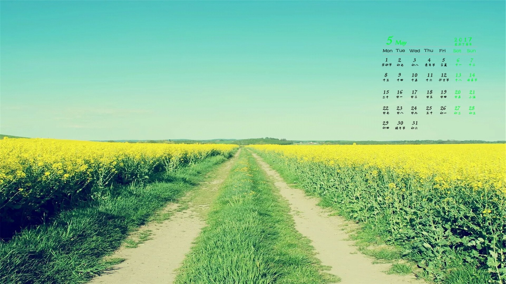 2017年5月,道路,花海