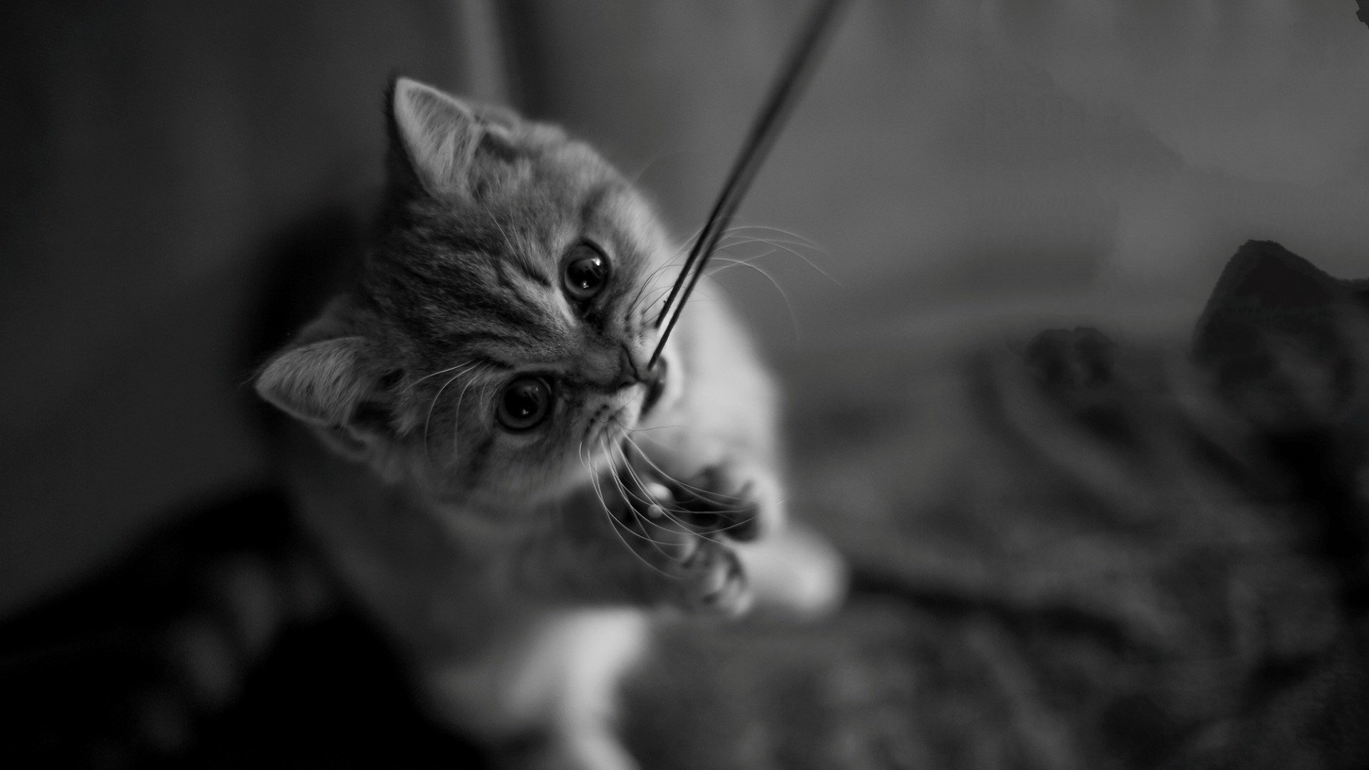 喵星人,猫,可爱