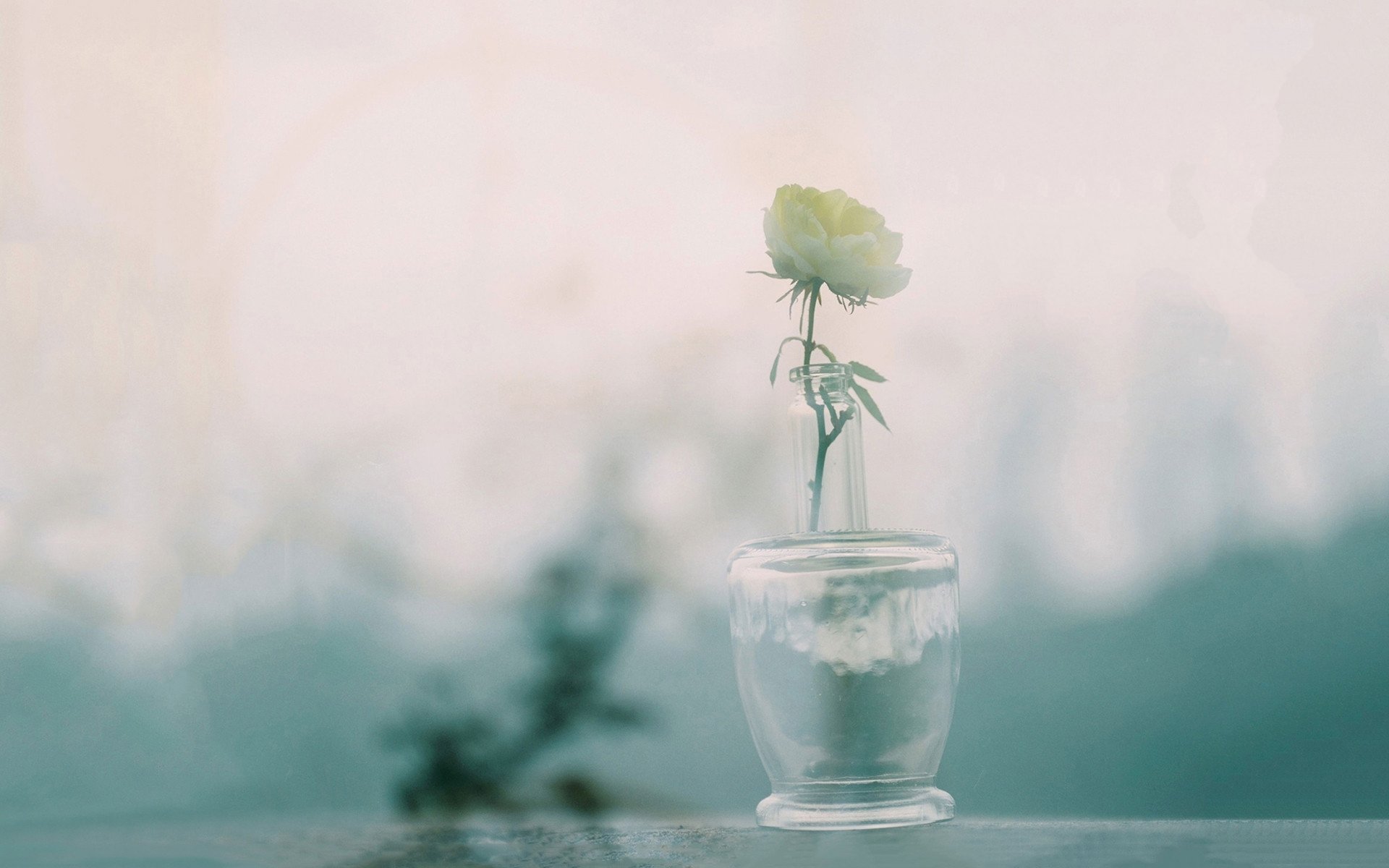 清新淡雅,小花,花瓶