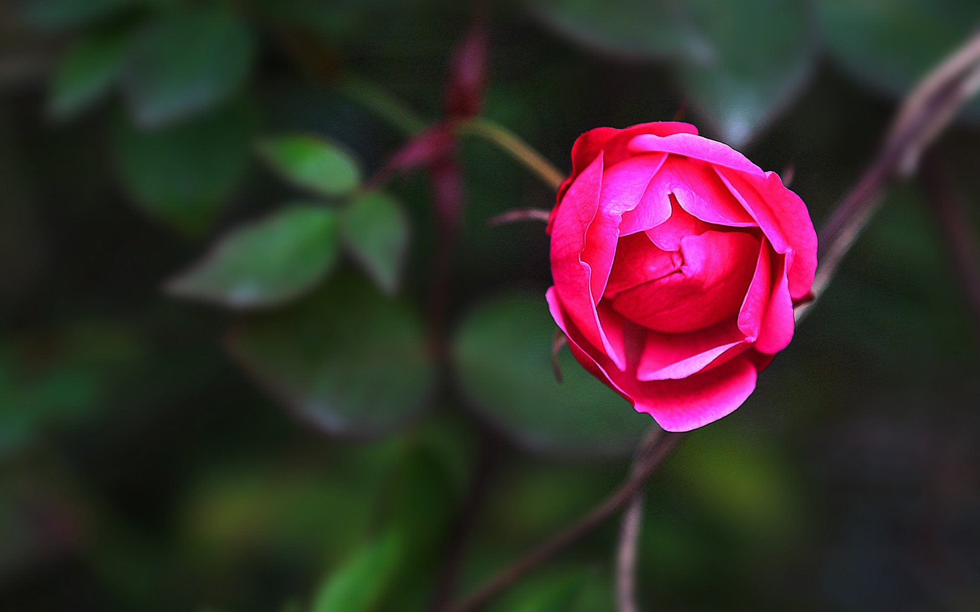 娇艳欲滴,月季,红色