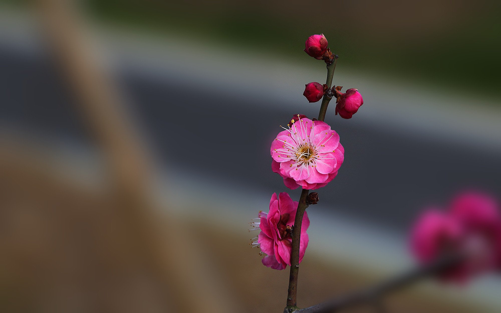 清新淡雅,梅花,红梅