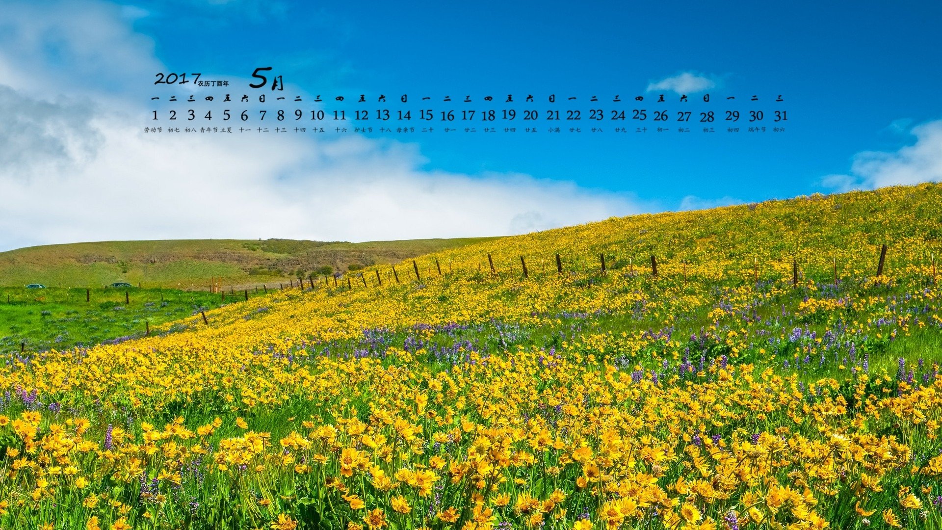 2017年5月,向日葵,花海,蓝天白云