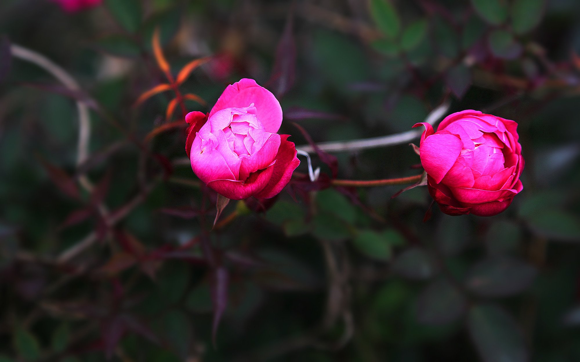 娇艳欲滴,月季,含苞待放