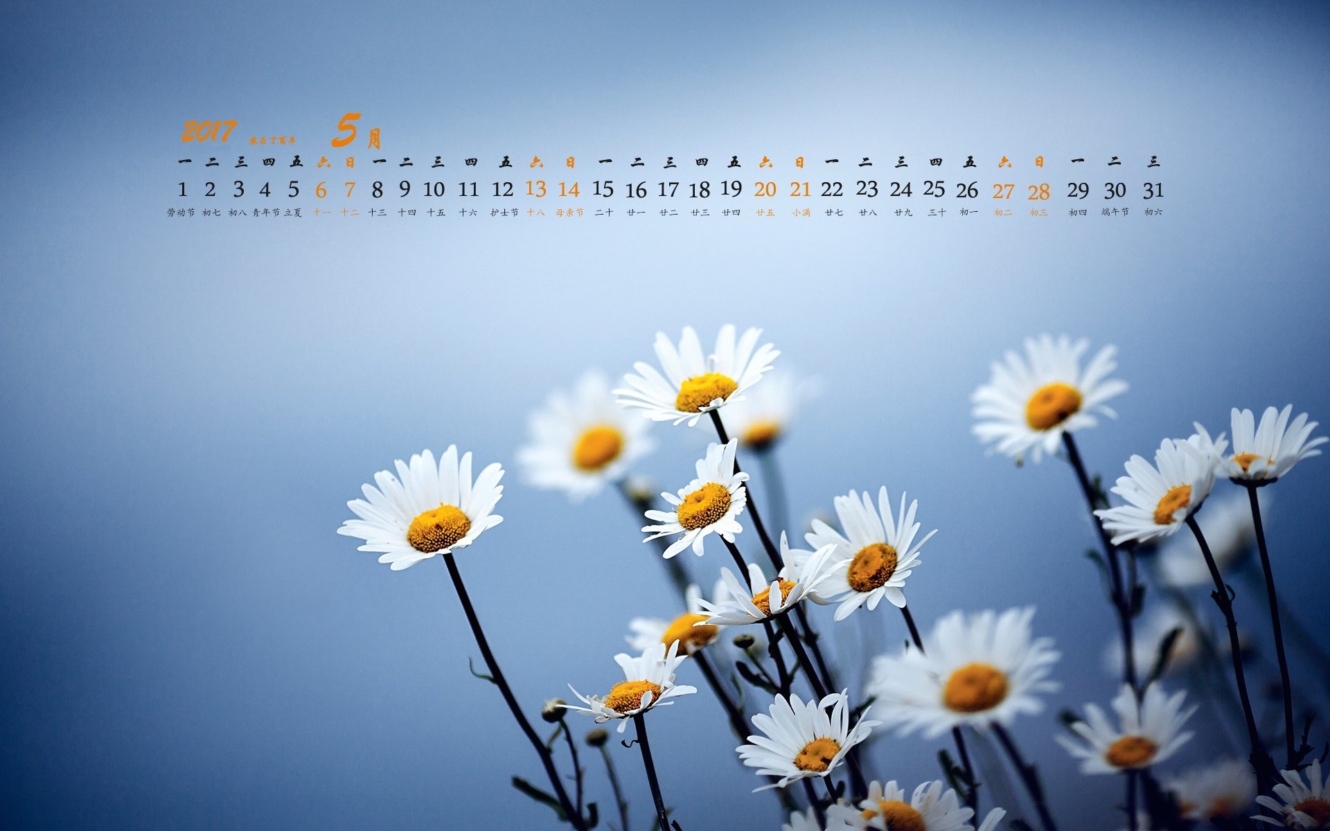2017年5月,野菊