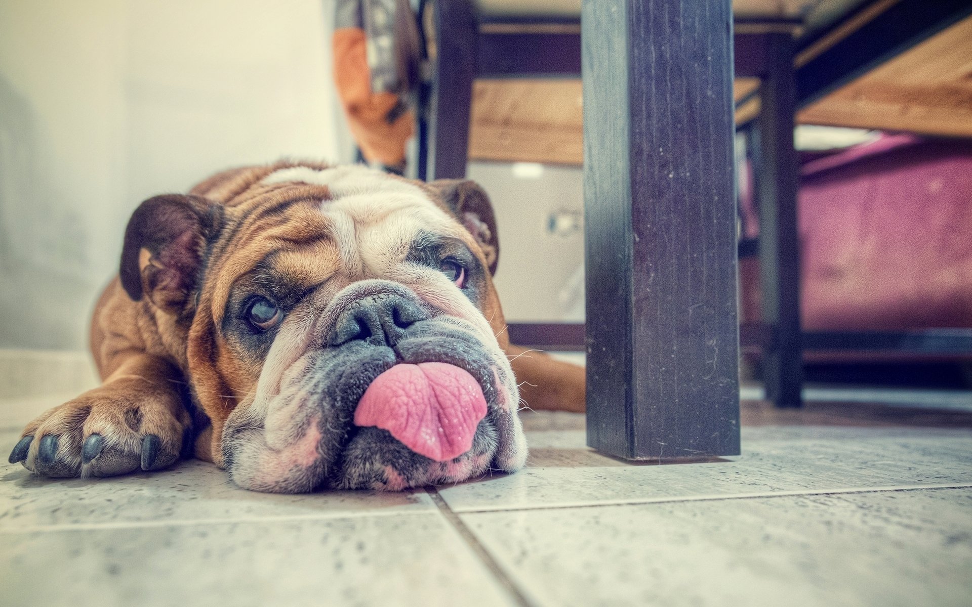 汪星人,狗,斗牛犬