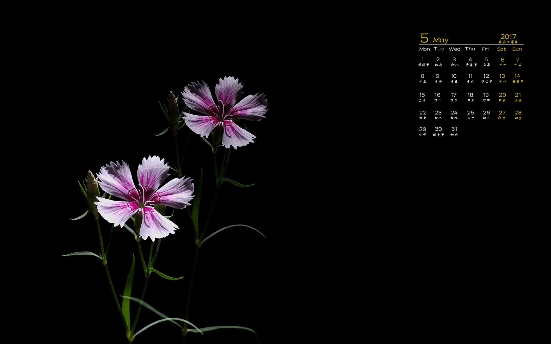 2017年5月,鲜花,黑色