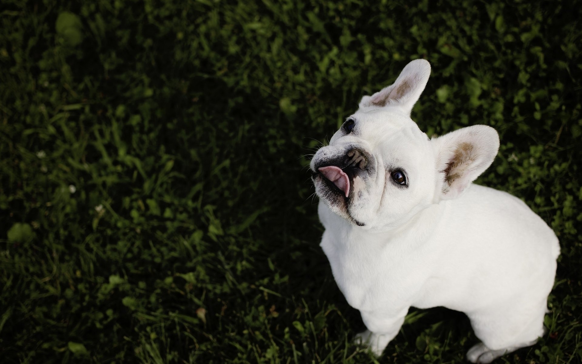 汪星人,狗,斗牛犬