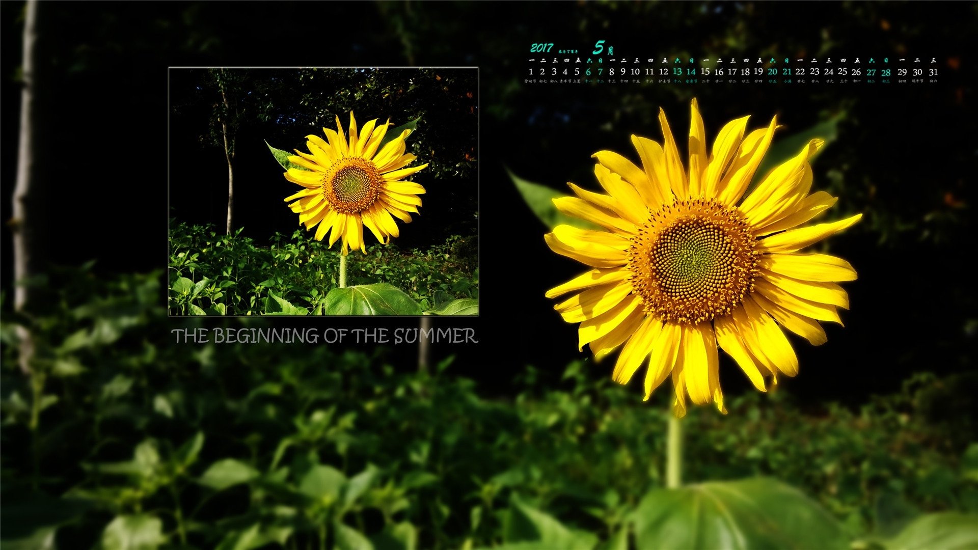 2017年5月,向日葵,黑色