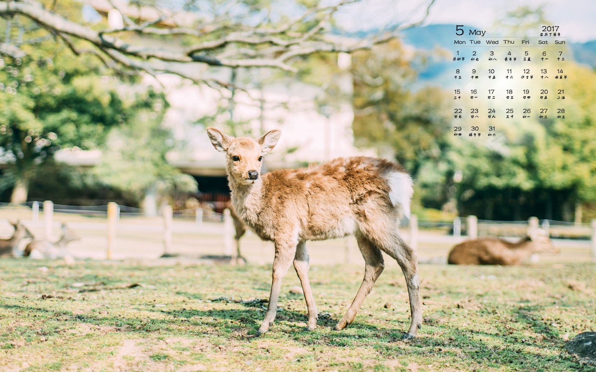 2017年5月,梅花鹿