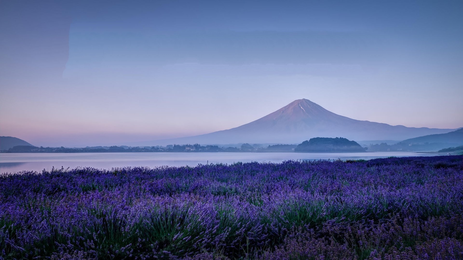 自然风光,薰衣草,花海