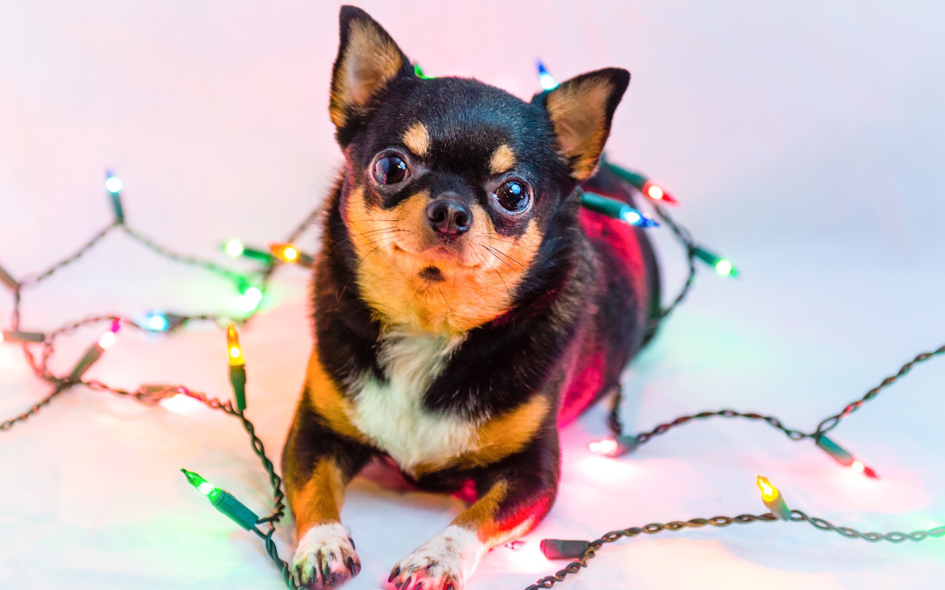 汪星人,狗,吉娃娃