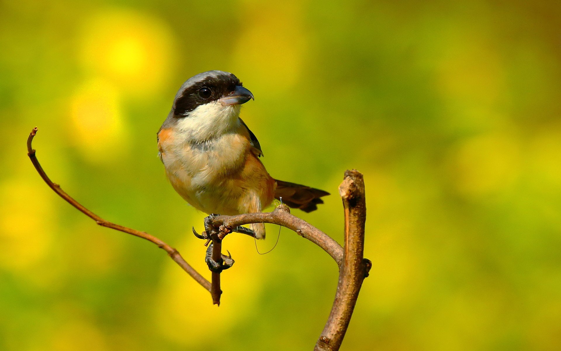 小鸟天地,伯劳鸟