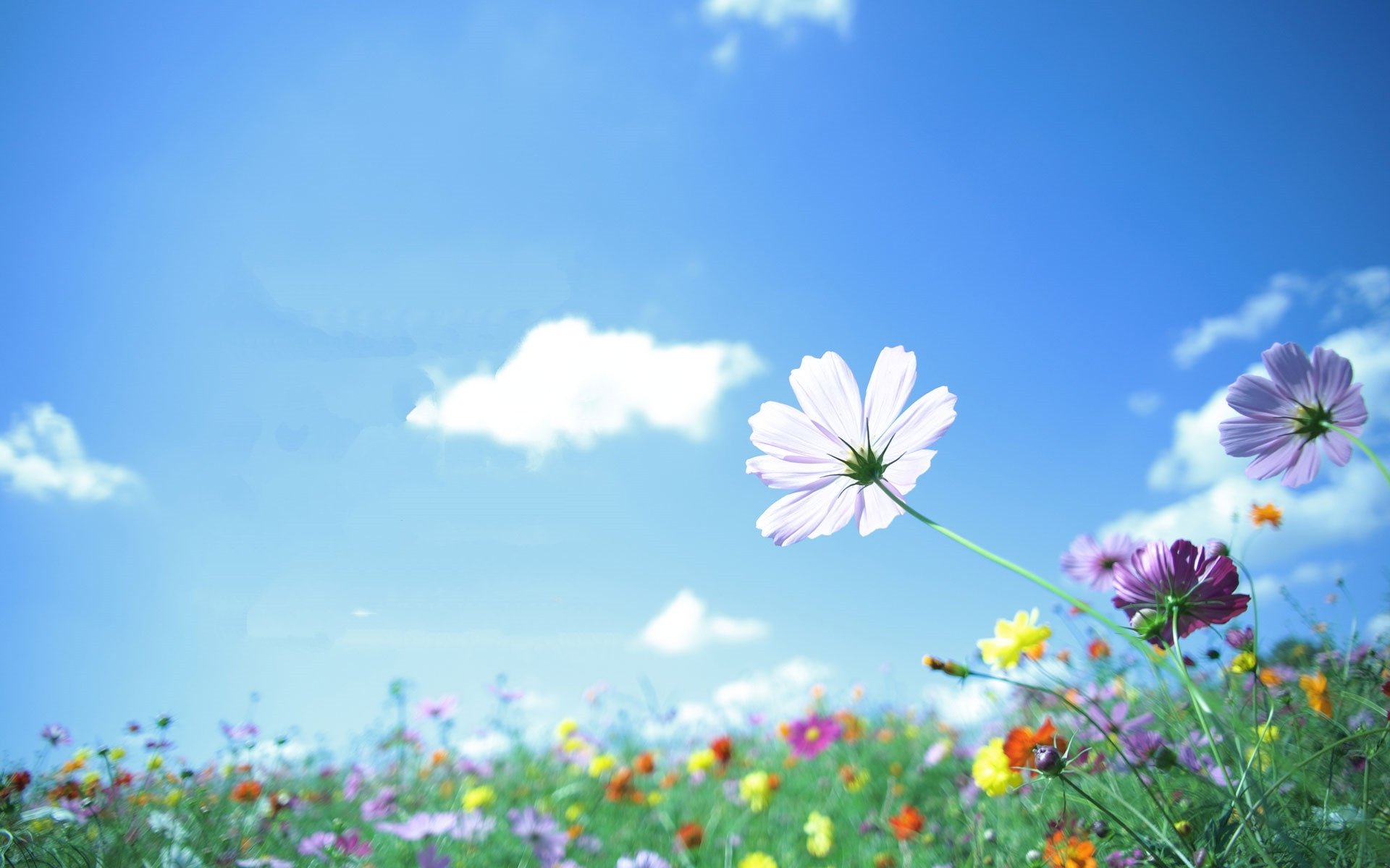 舒缓压力,五颜六色,彩色鲜花