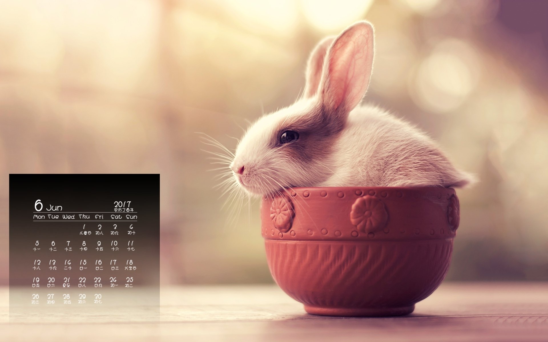 2017年6月,兔子,可爱