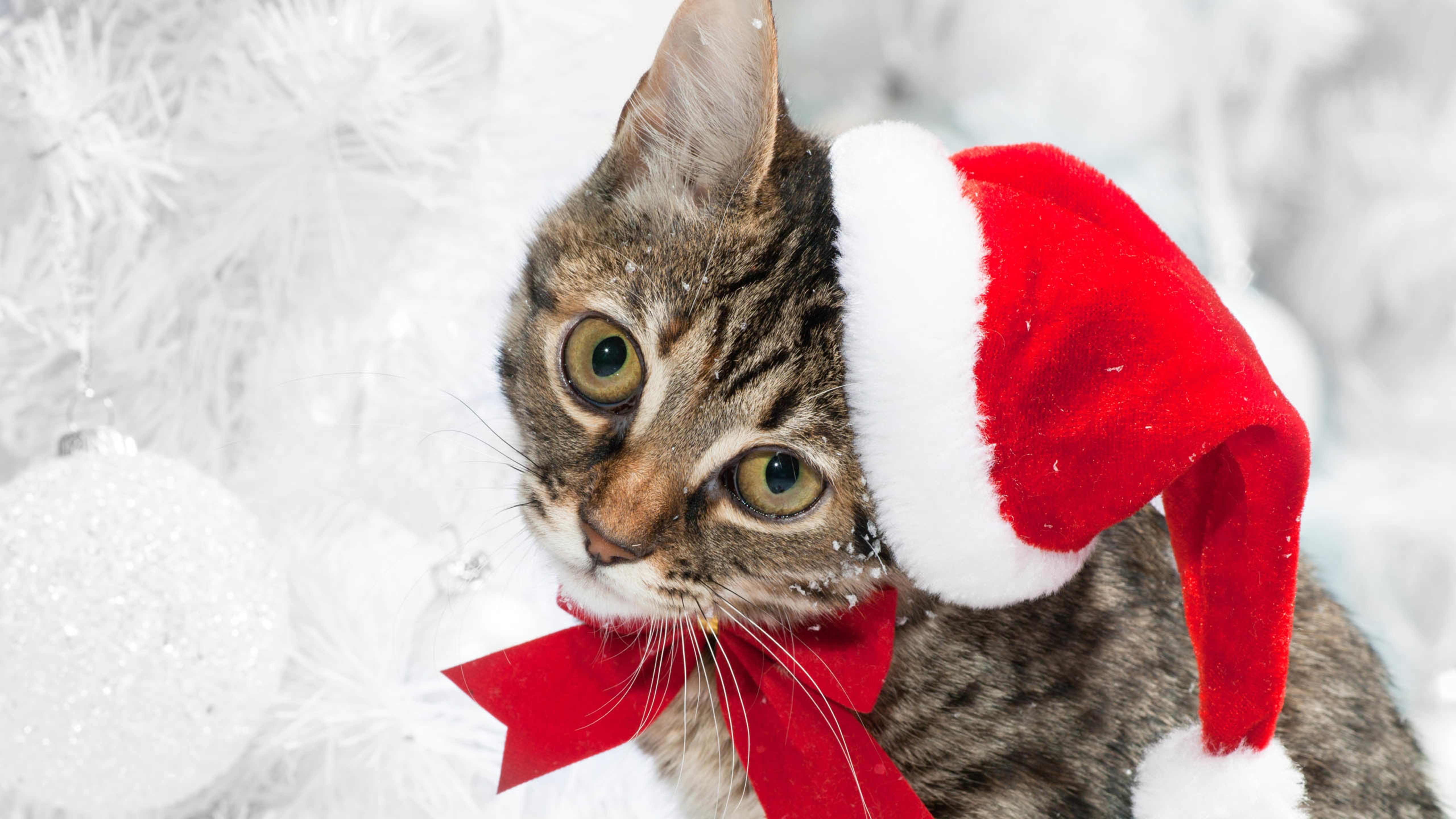 猫咪,帽子,雪地