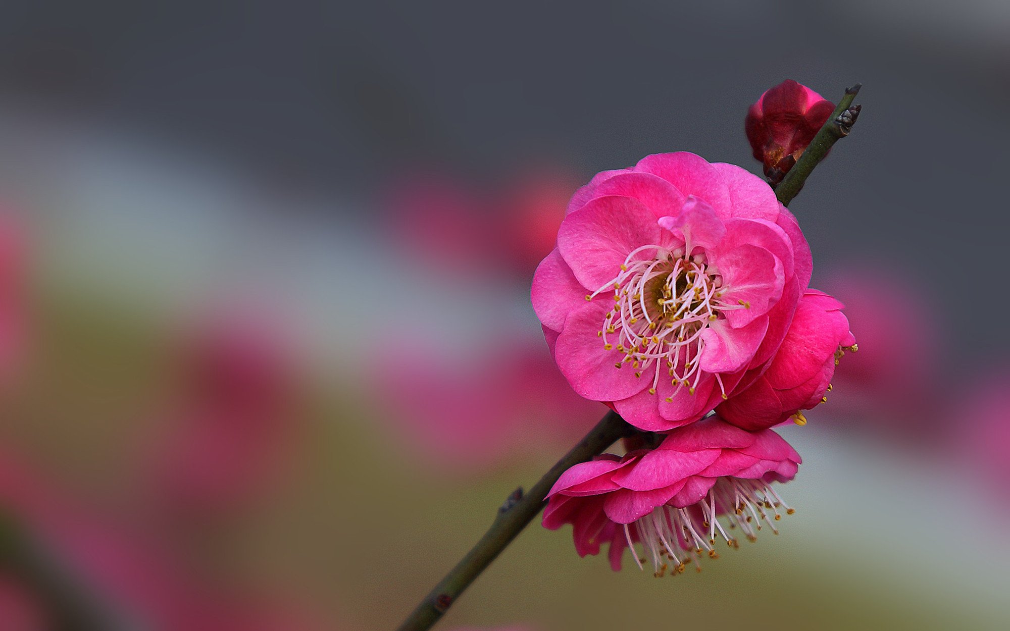 娇艳欲滴,梅花,红梅