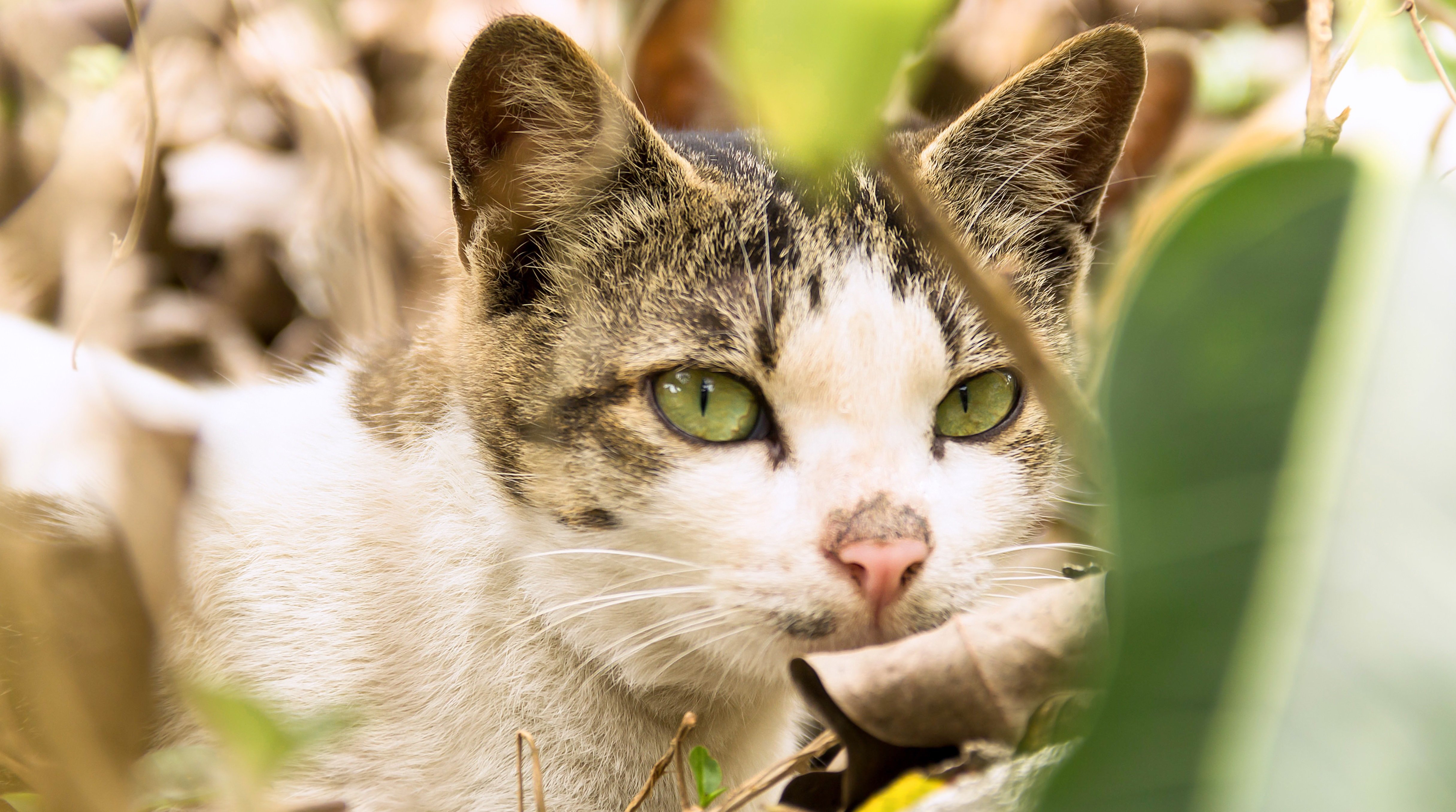 喵星人,猫,暗中观察