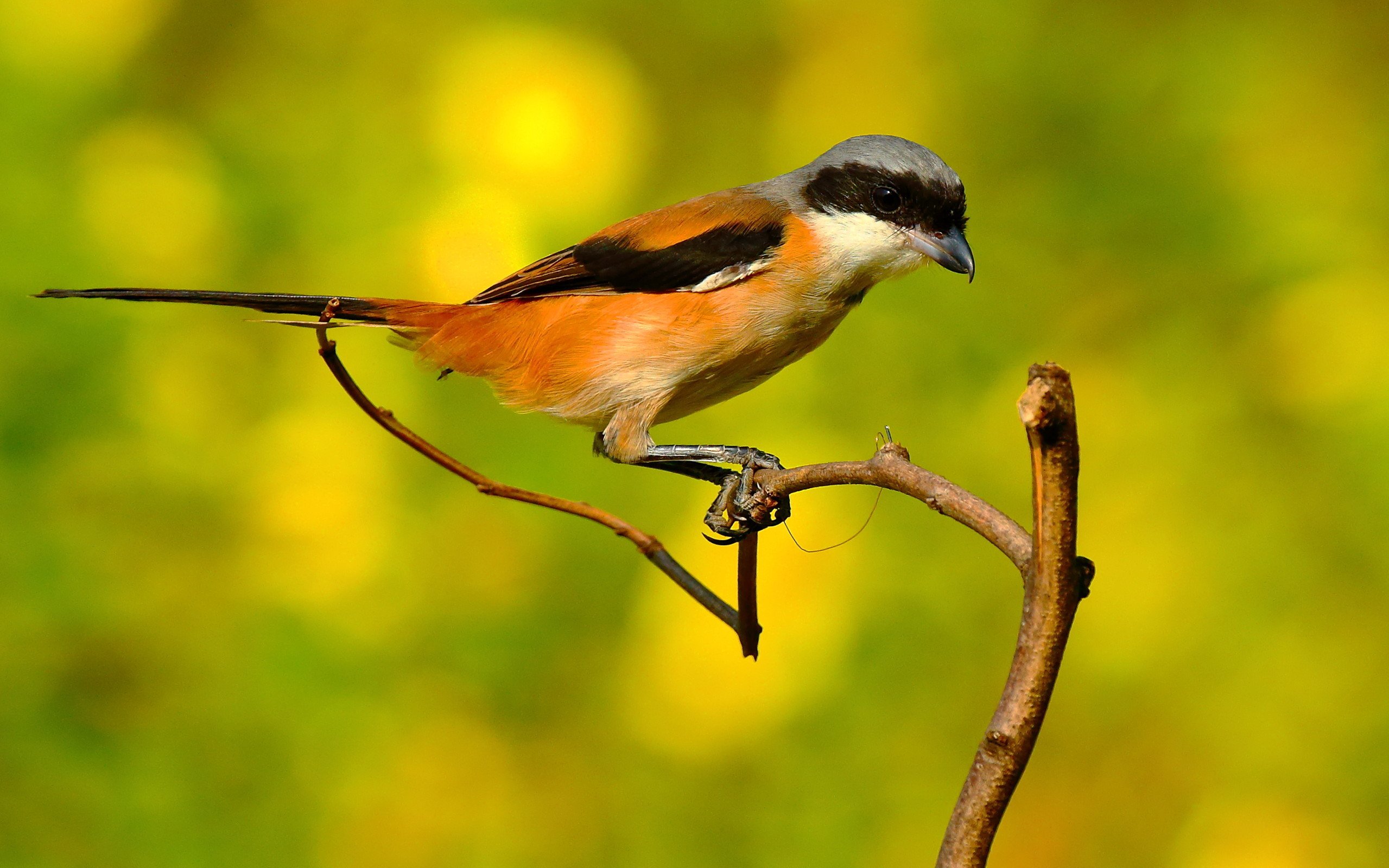 小鸟天地,伯劳鸟