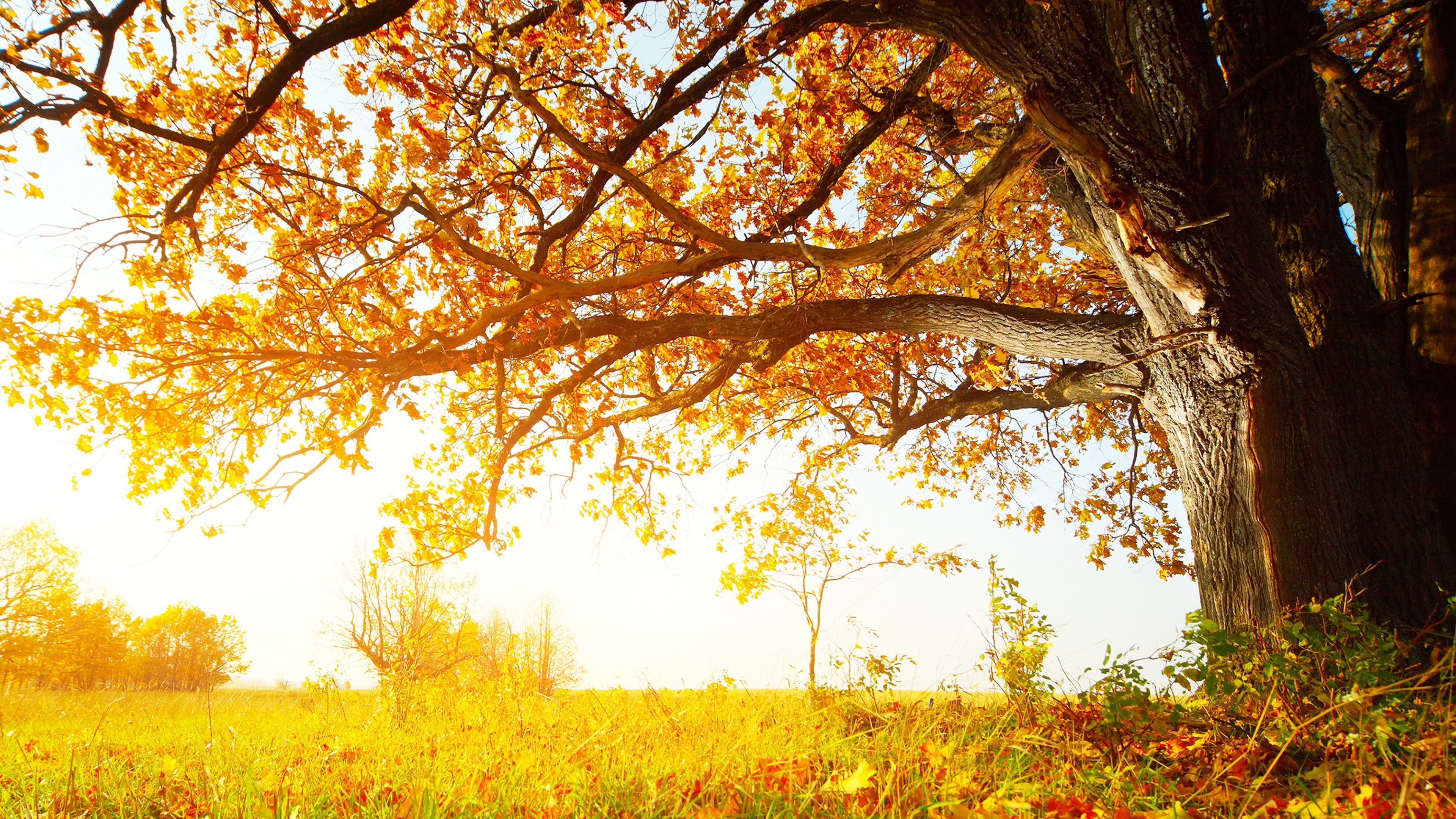 秋天,落叶,大树,阳光