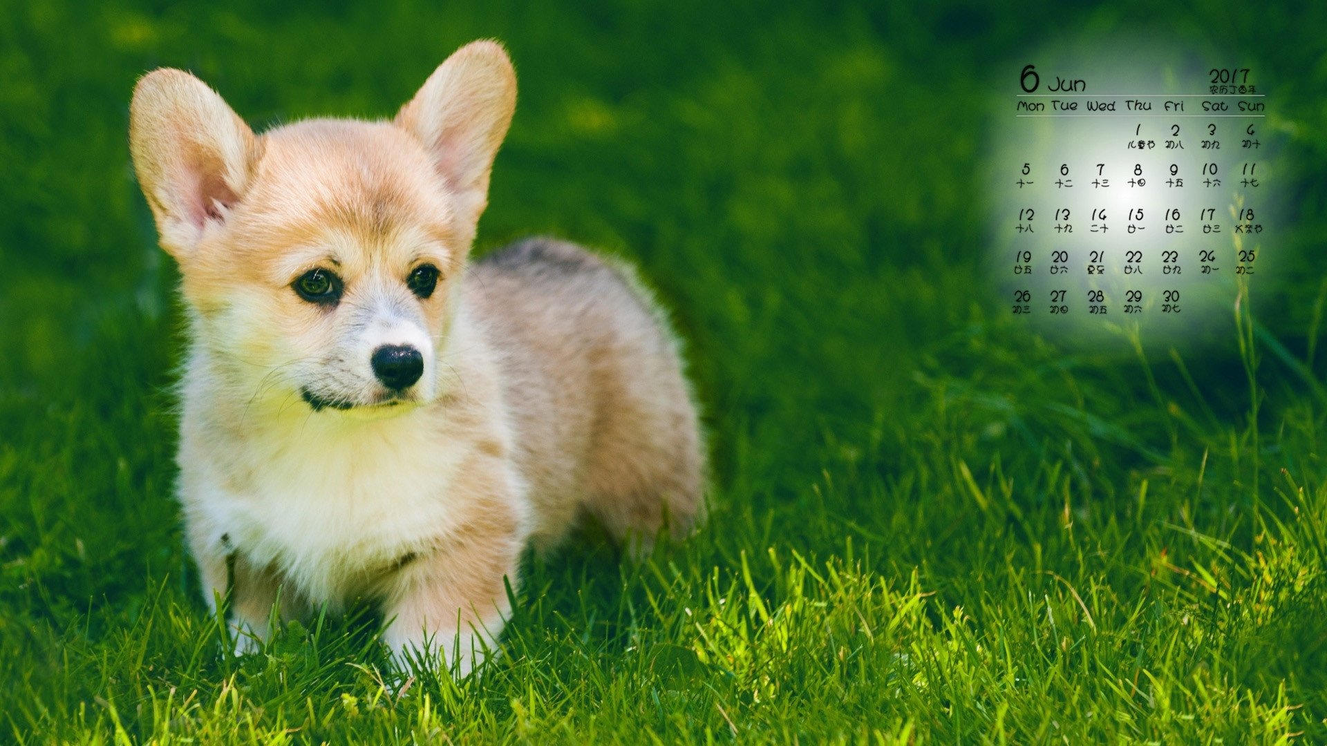 柯基,日历,6月