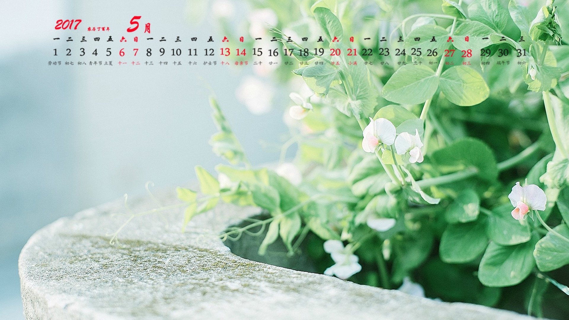 2017年5月,豌豆花,绿色植物