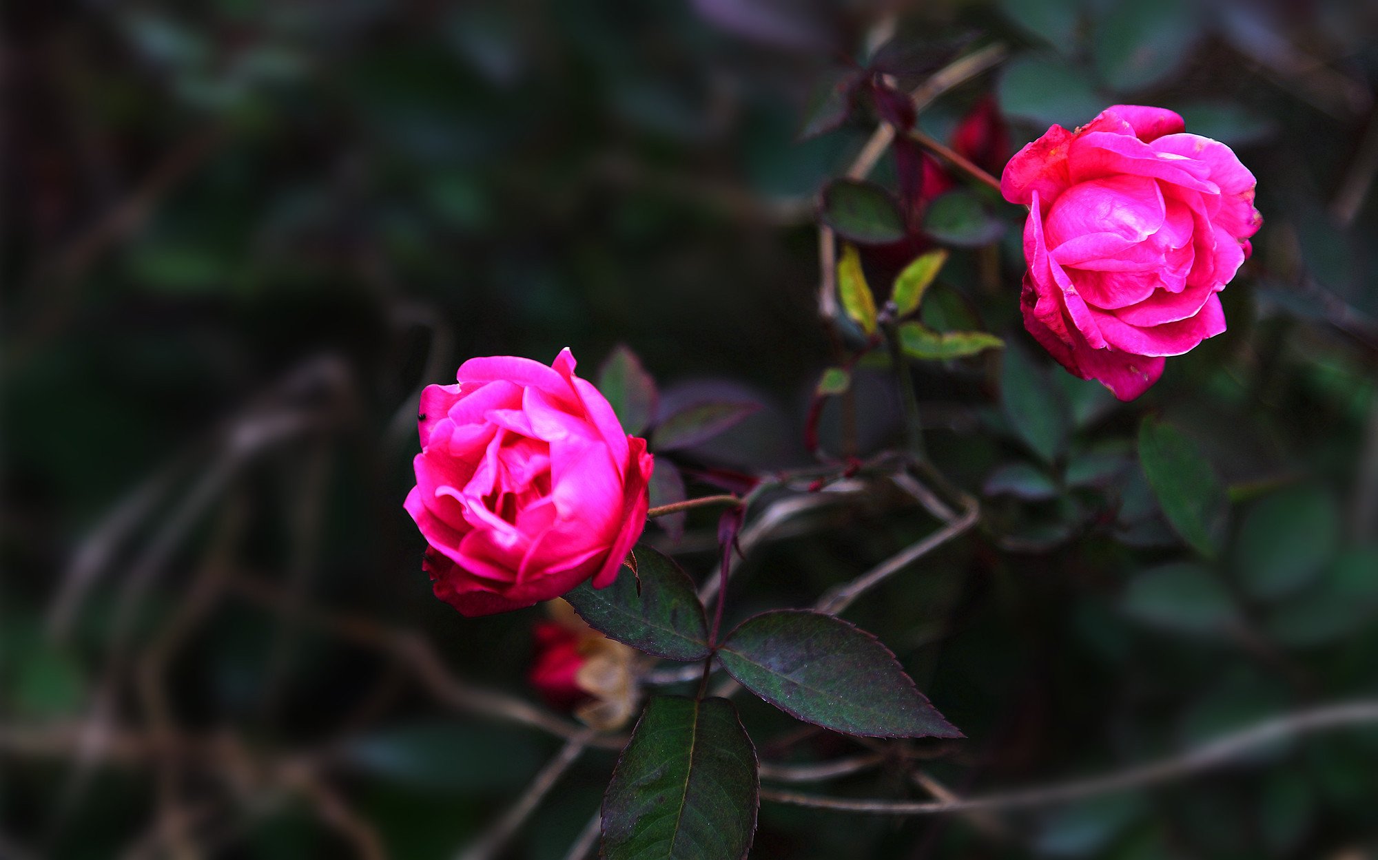 娇艳欲滴,植物,月季,红色