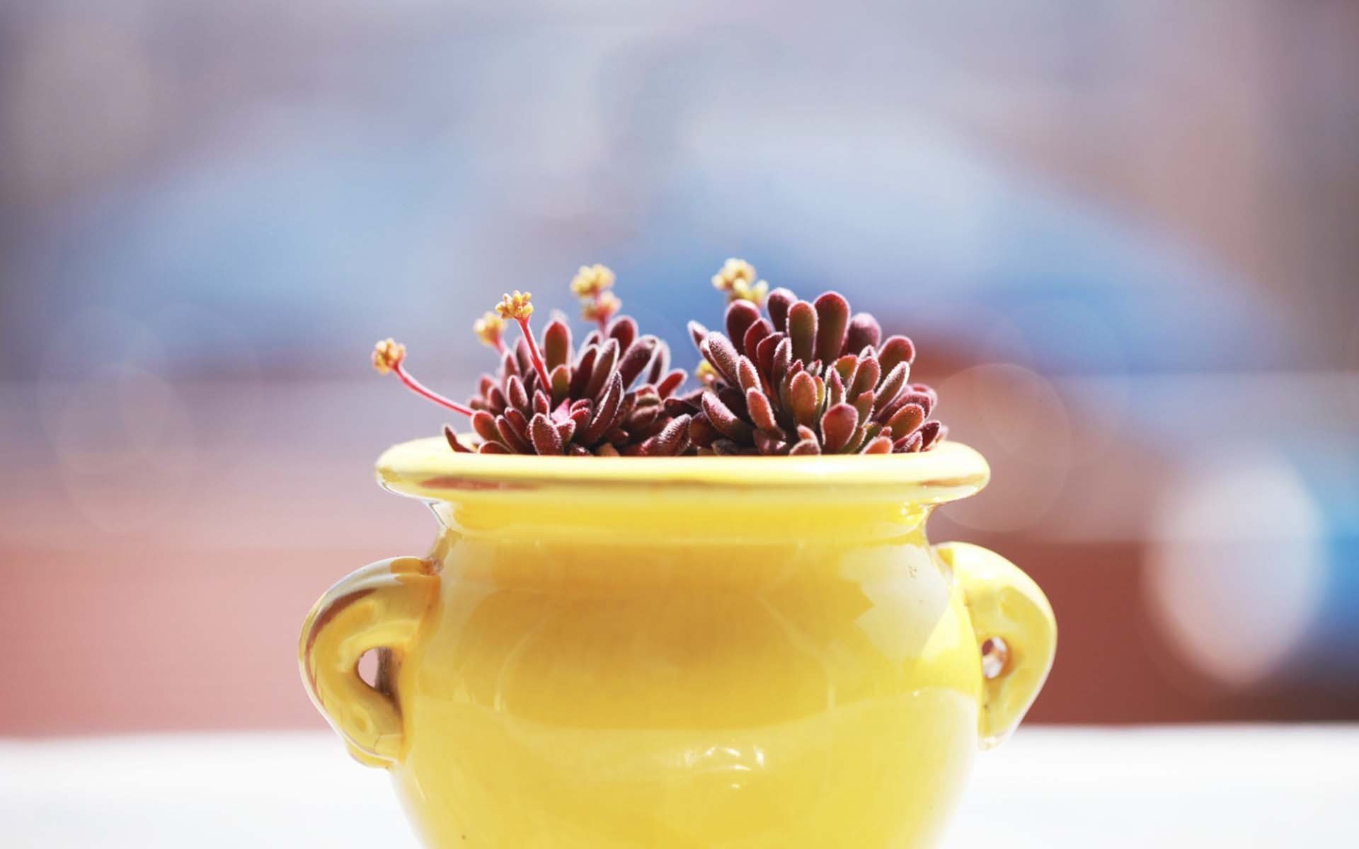 小清新,多肉,植物