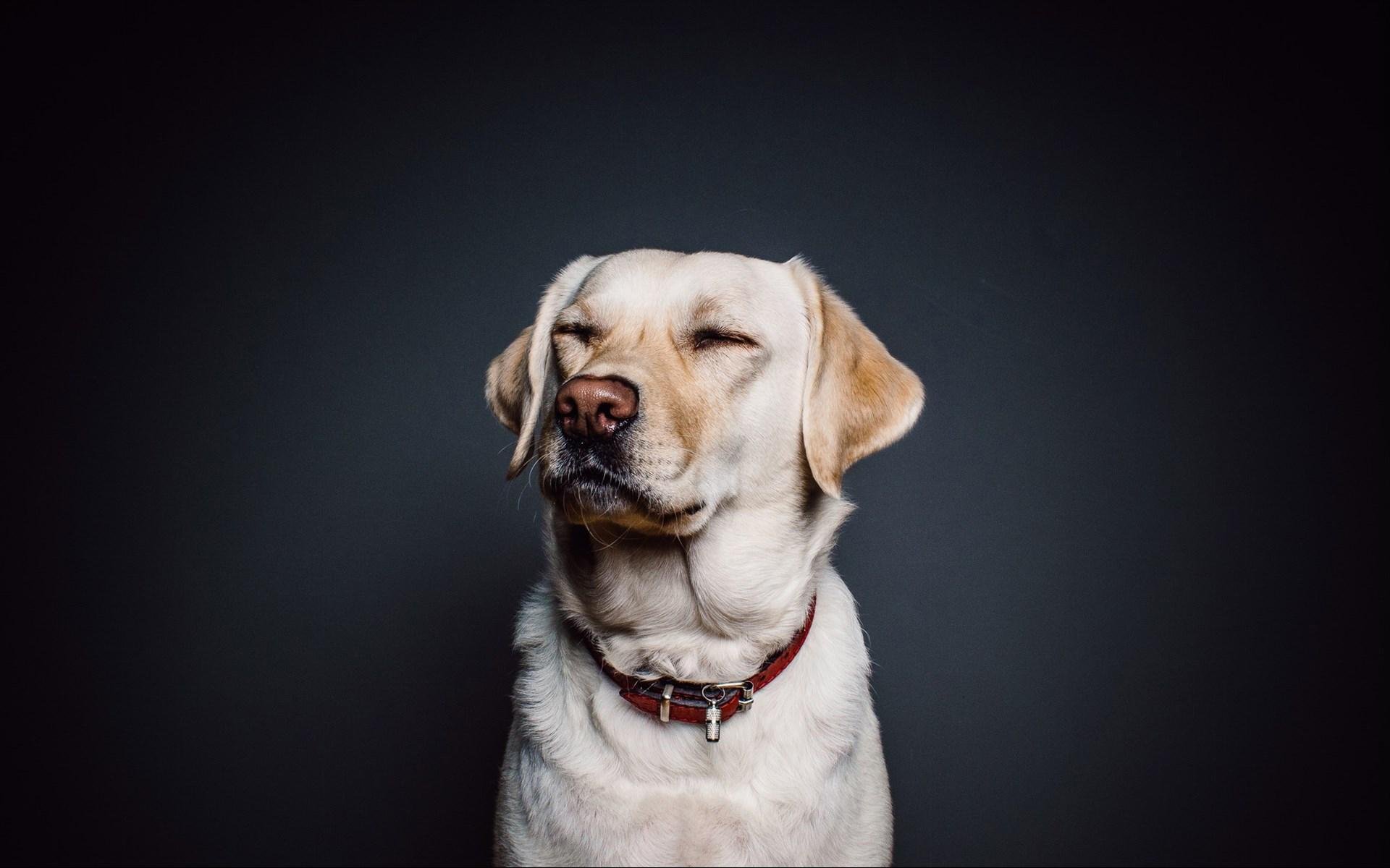 汪星人,萌宠,狗