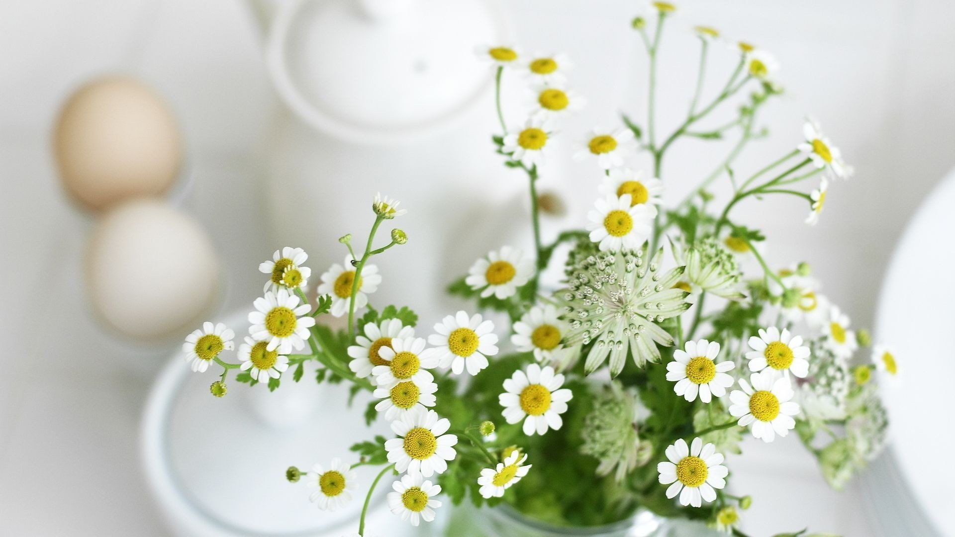 小清新,静物写真,雏菊