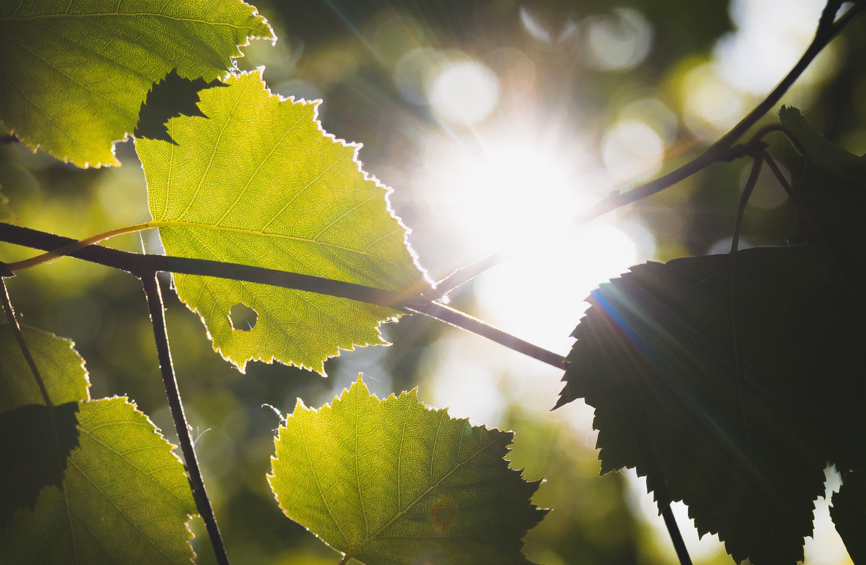 小清新,光线,树叶